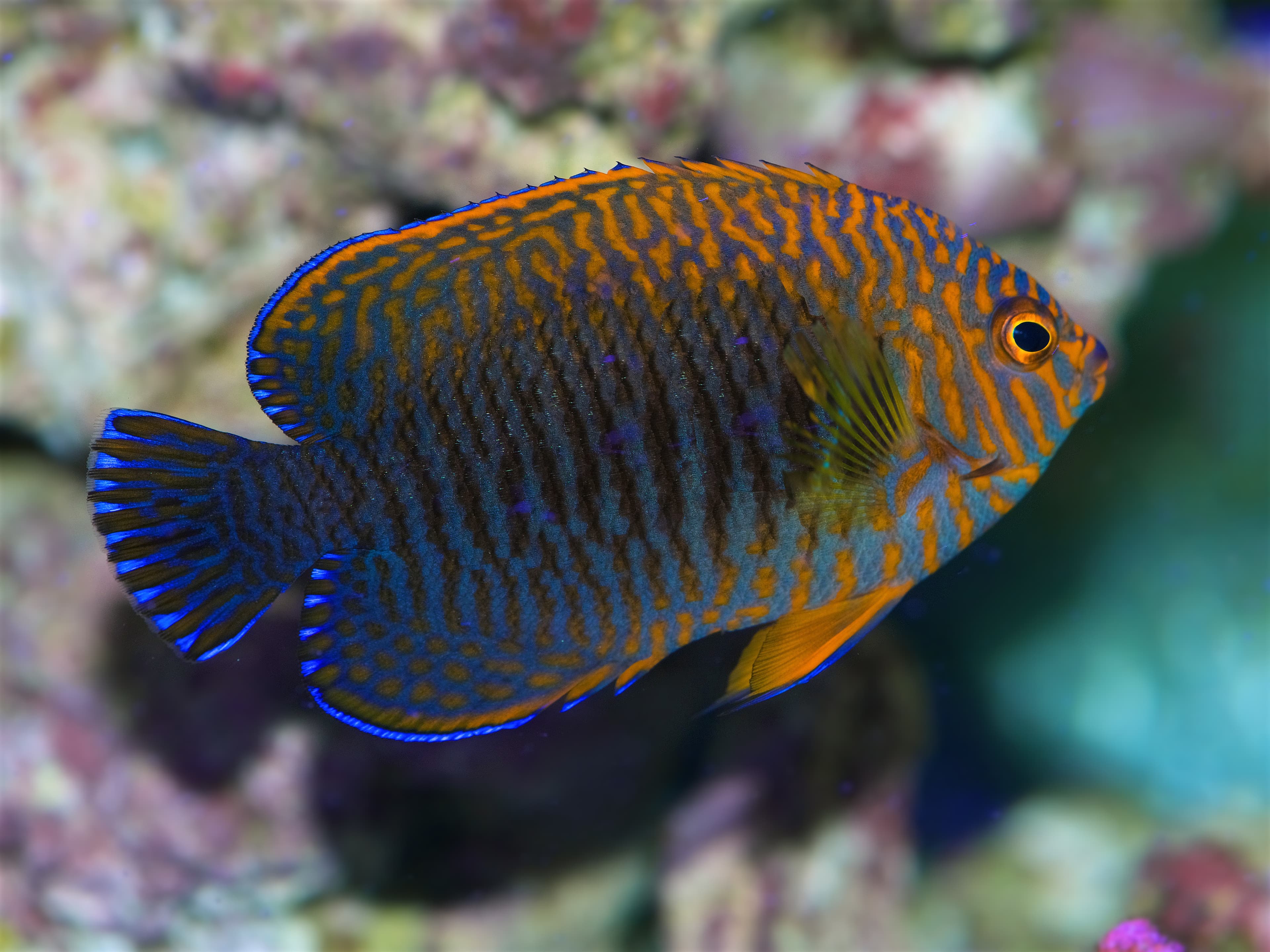 Potter's Angelfish (Centropyge potteri) from Hawaii