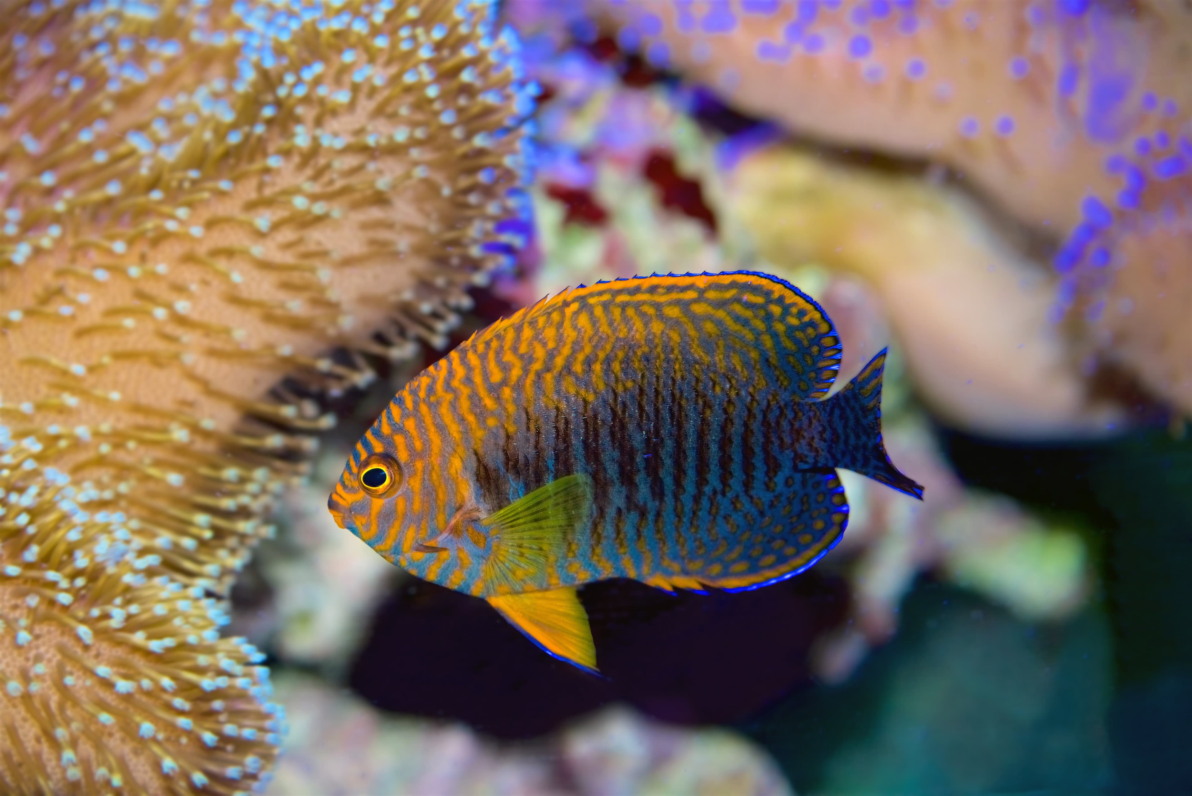 Potter's Angelfish (Centropyge potteri)