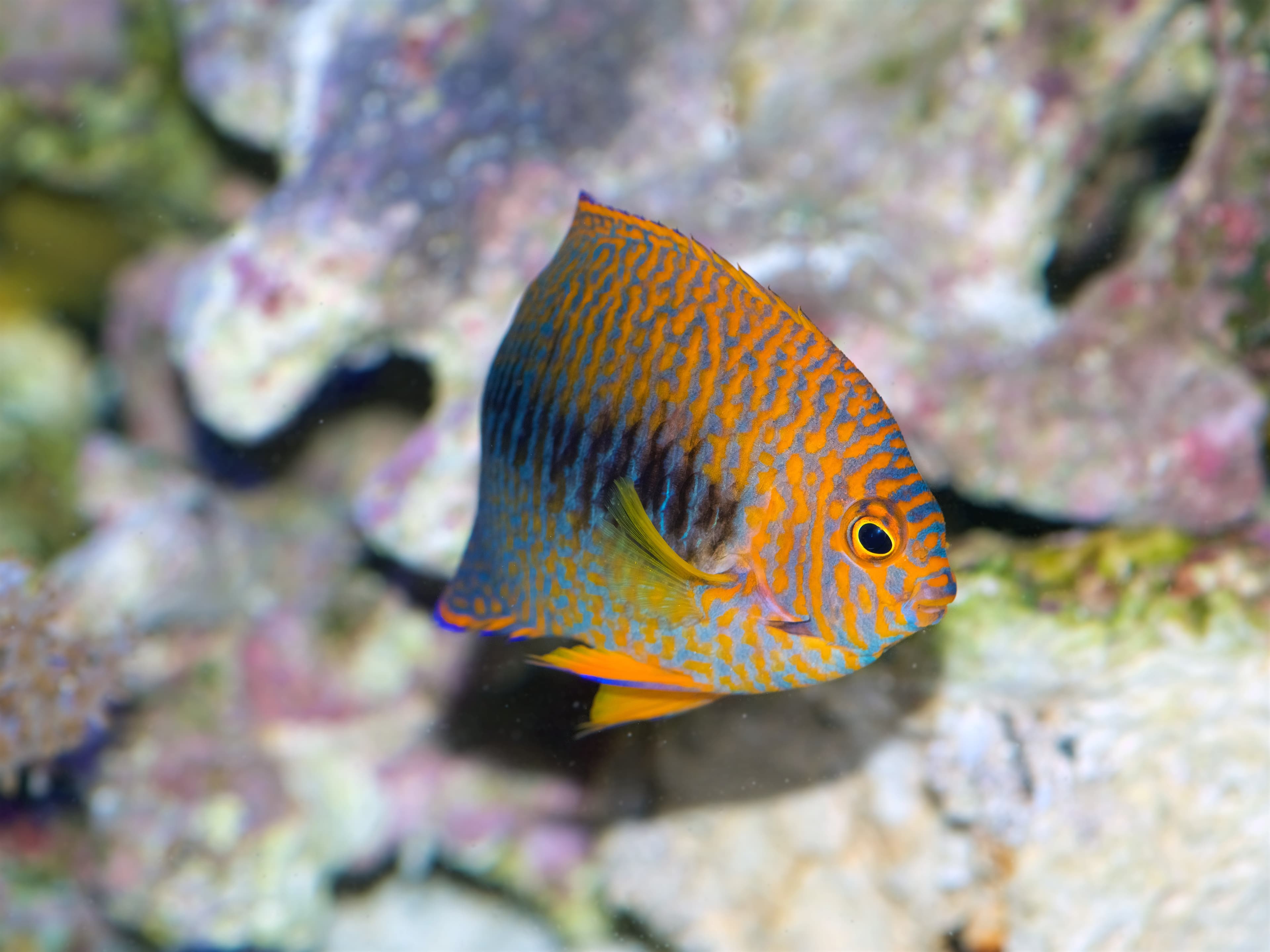 Potter's Angelfish (Centropyge potteri) from Hawaii