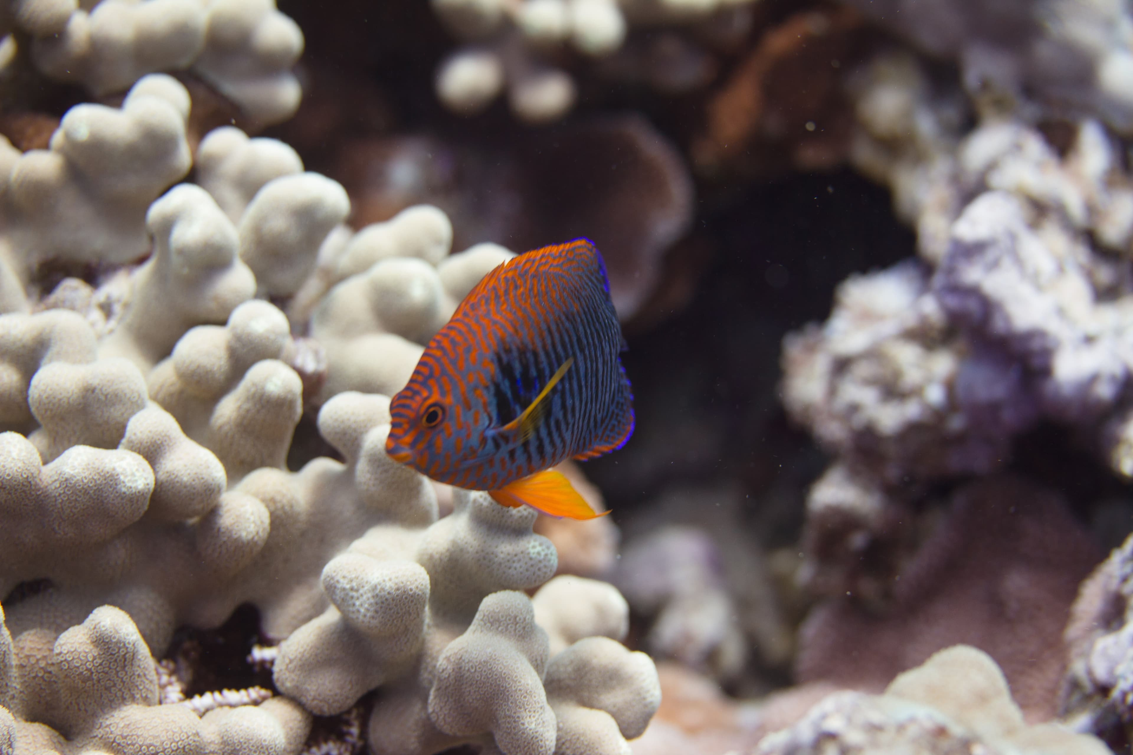 Potter's Angelfish (Centropyge potteri)