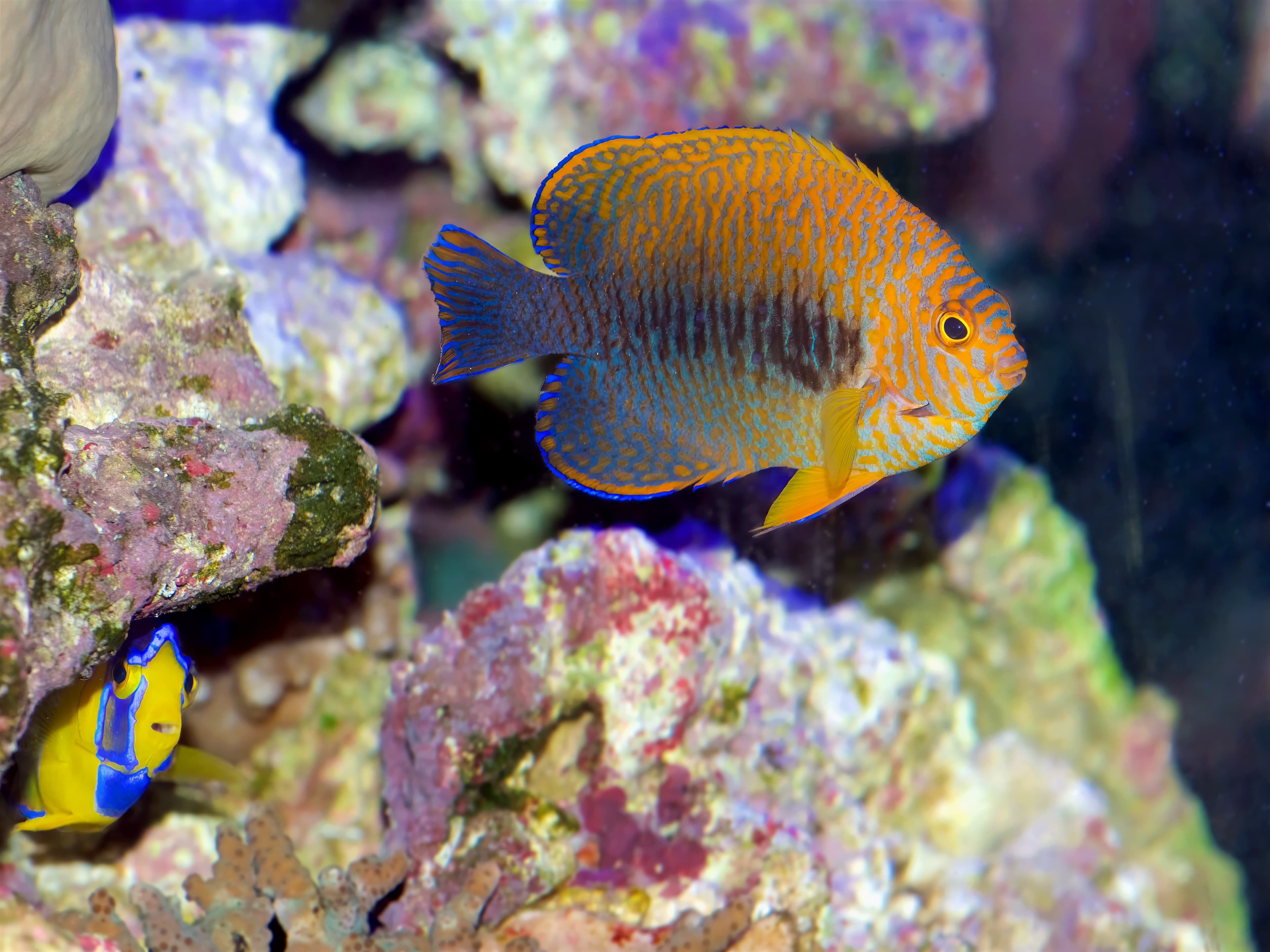 Potter's Angelfish (Centropyge potteri) from Hawaii