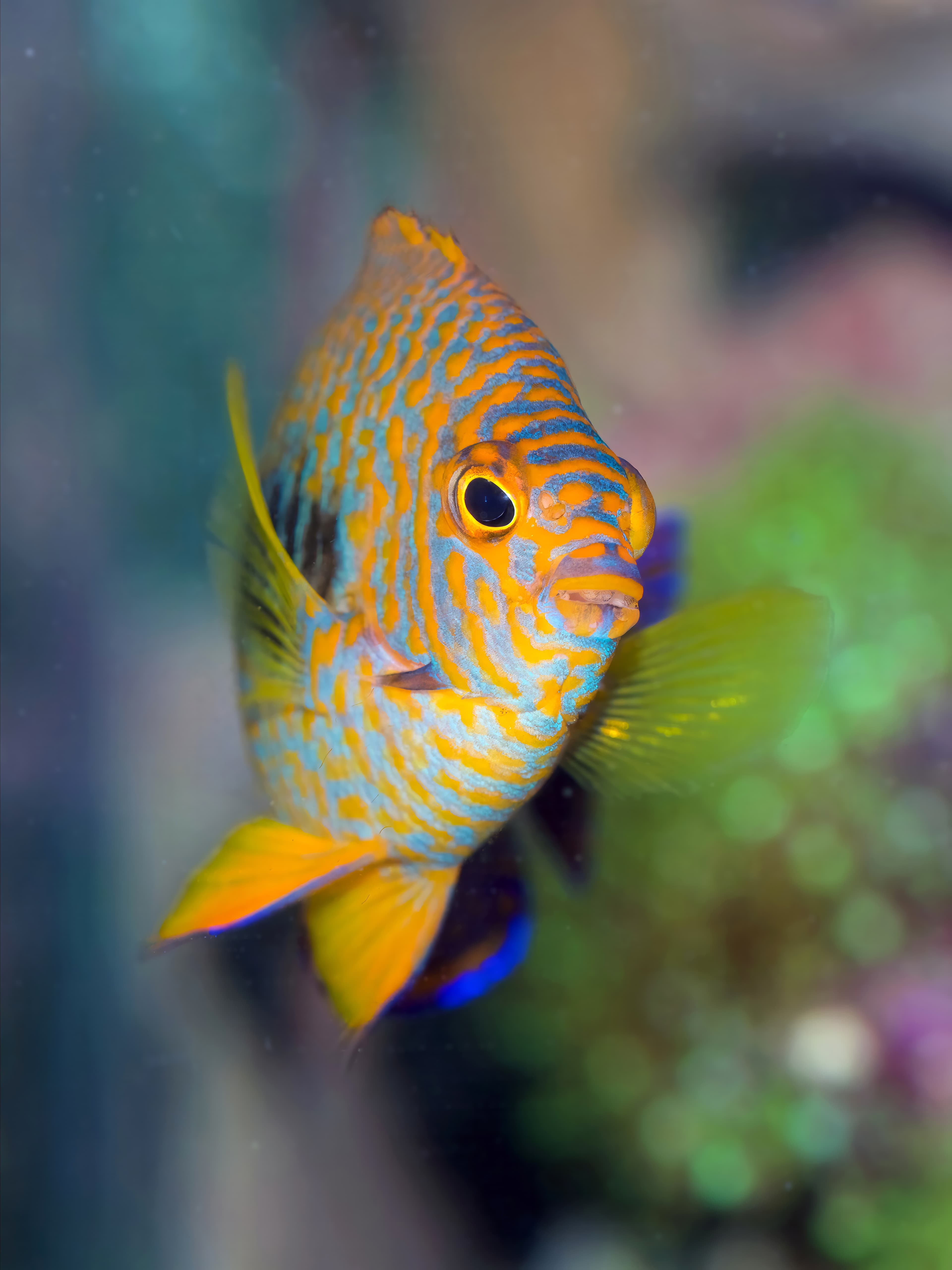 Potter's Angelfish (Centropyge potteri), endemic to Hawaii