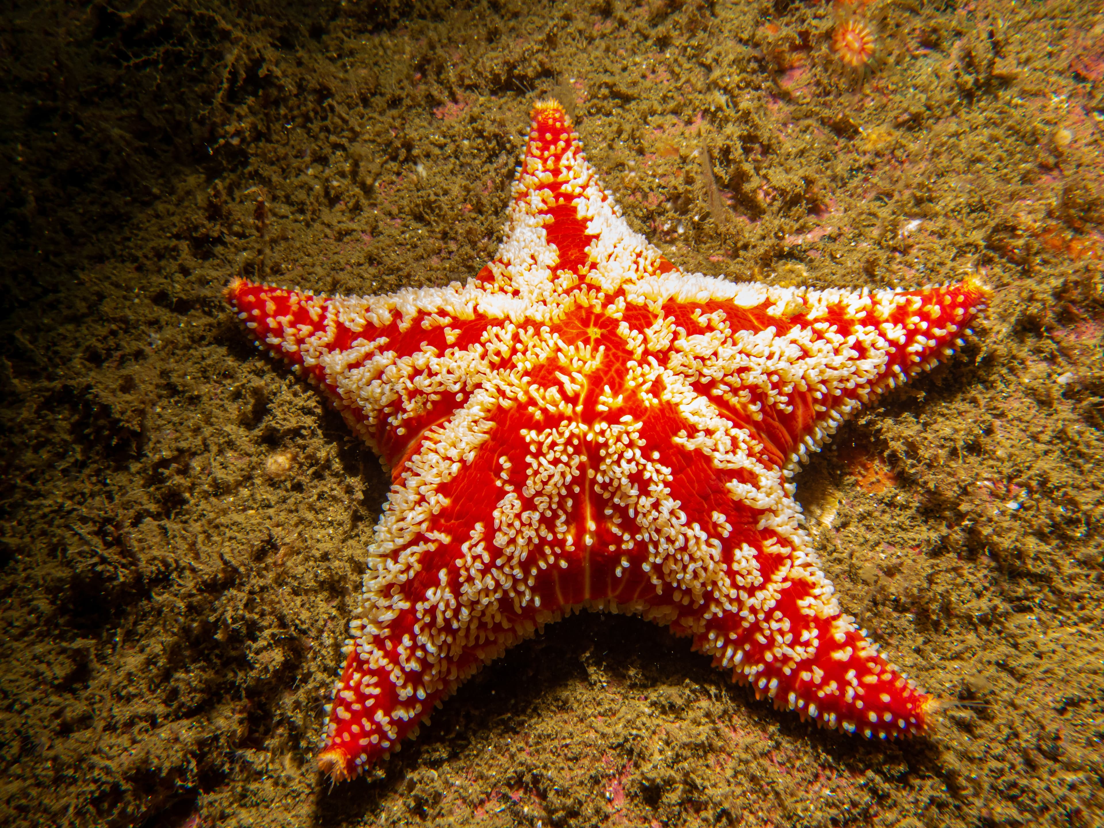 Arctic Cushion Star (Hippasteria phrygiana), Weather Islands, Skagerrak Sea, Sweden