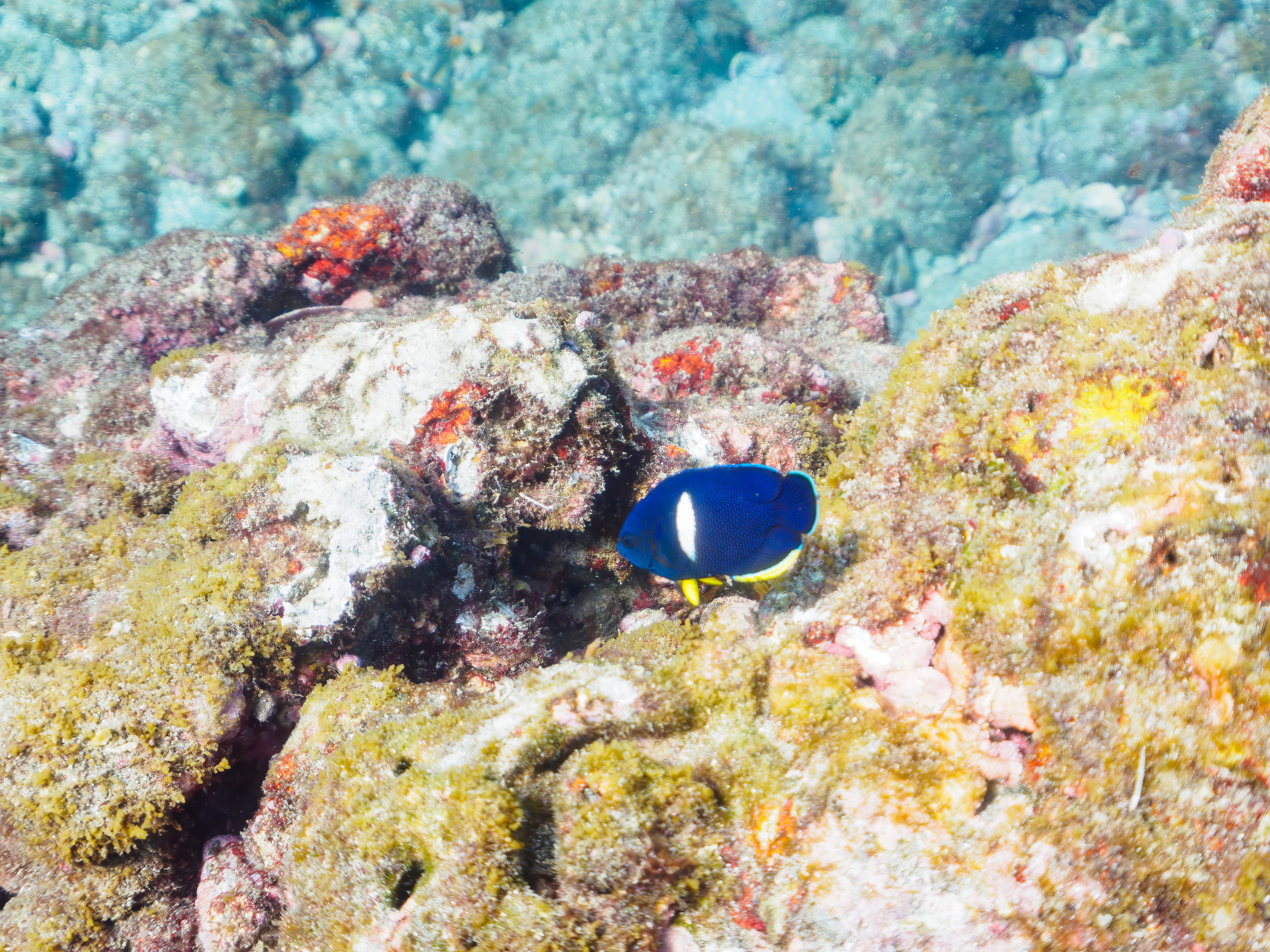 A lovely Keyhole Angelfish (Centropyge tibicen)