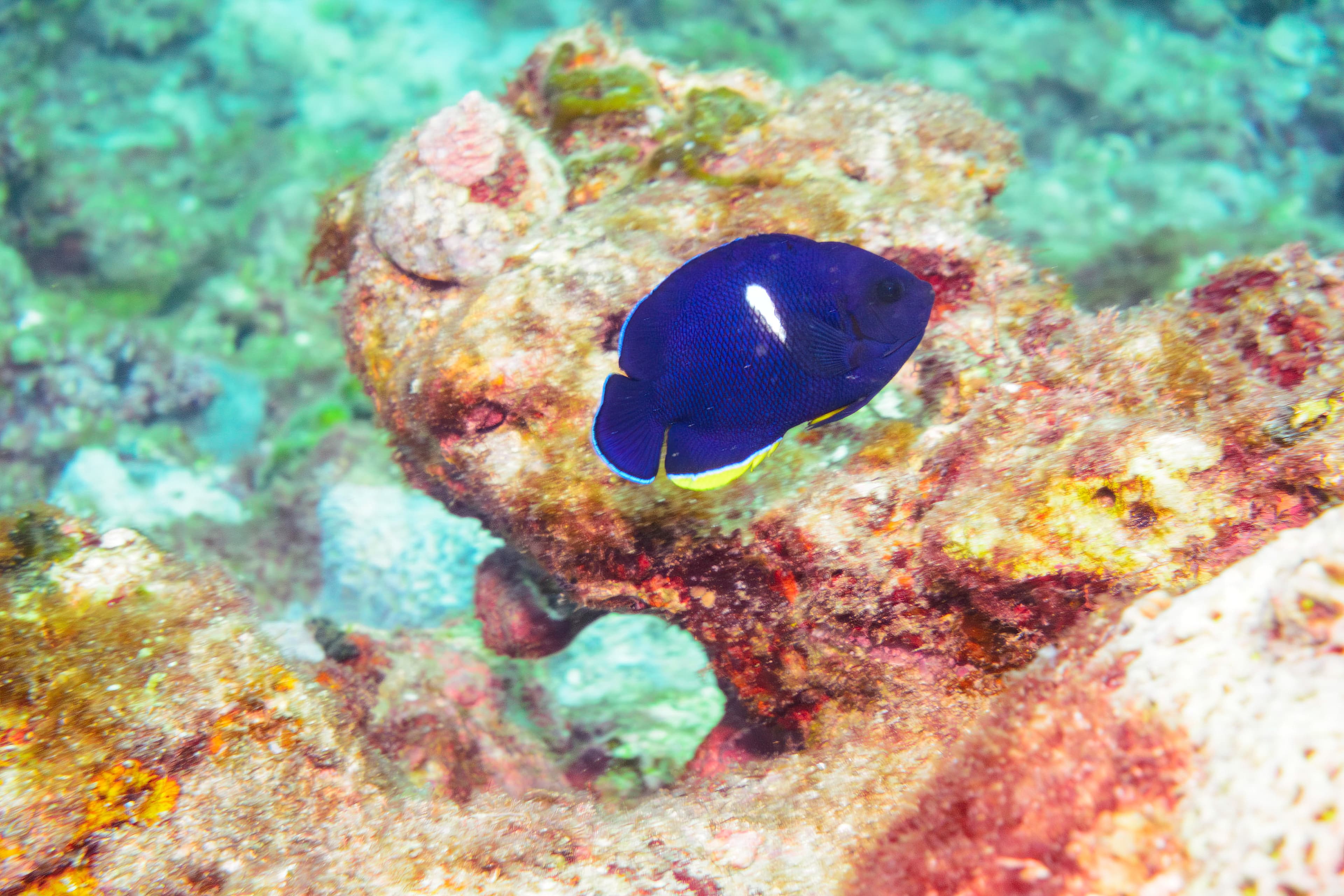 A lovely Keyhole Angelfish (Centropyge tibicen)