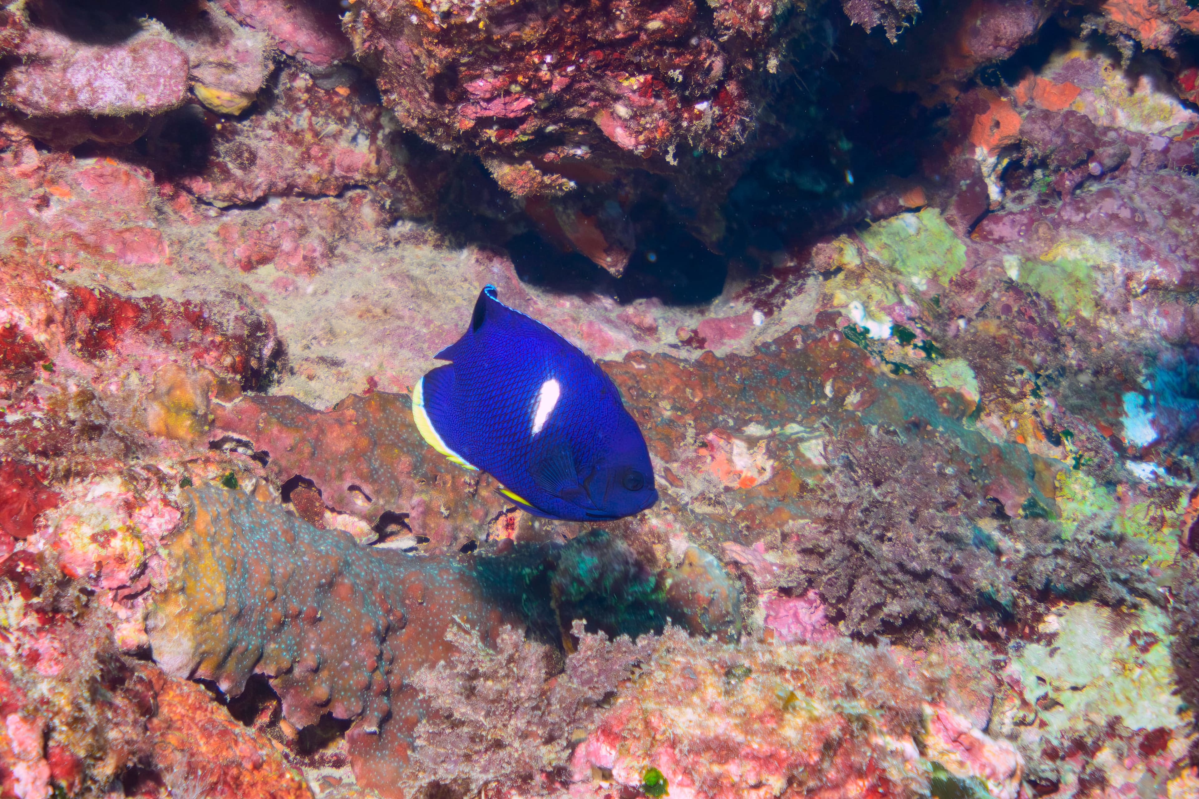 A lovely Keyhole Angelfish (Centropyge tibicen)