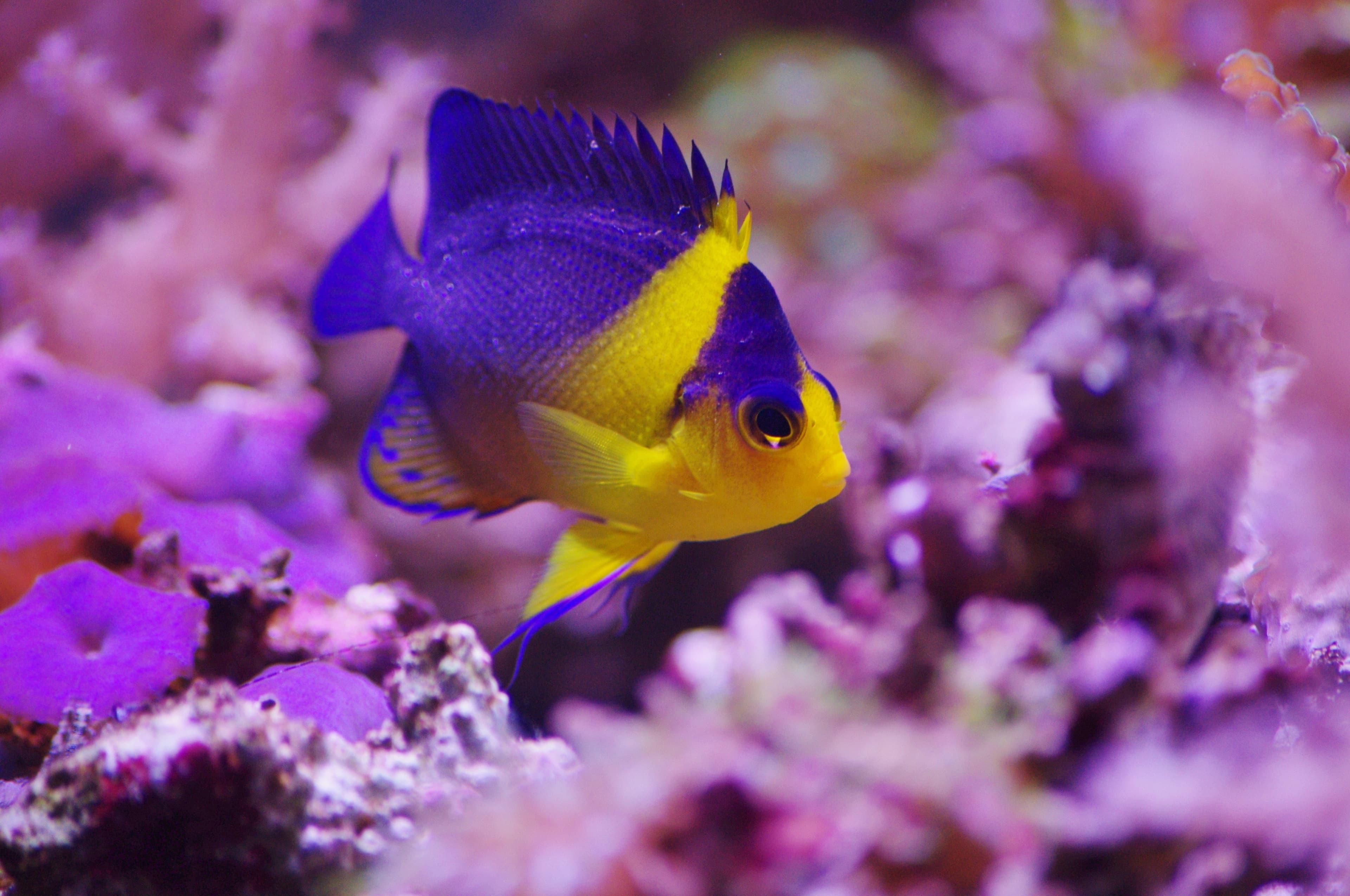 Purplemask Angelfish (Centropyge venusta)