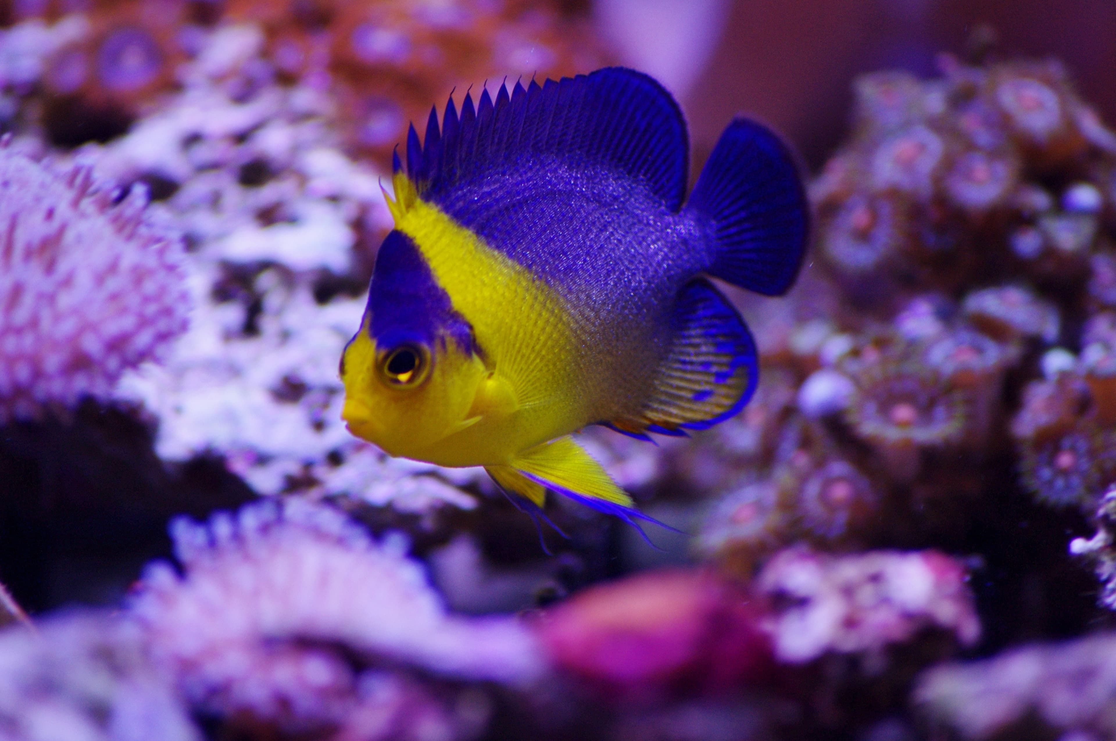 Juvenile Purplemask Angelfish (Centropyge venusta)