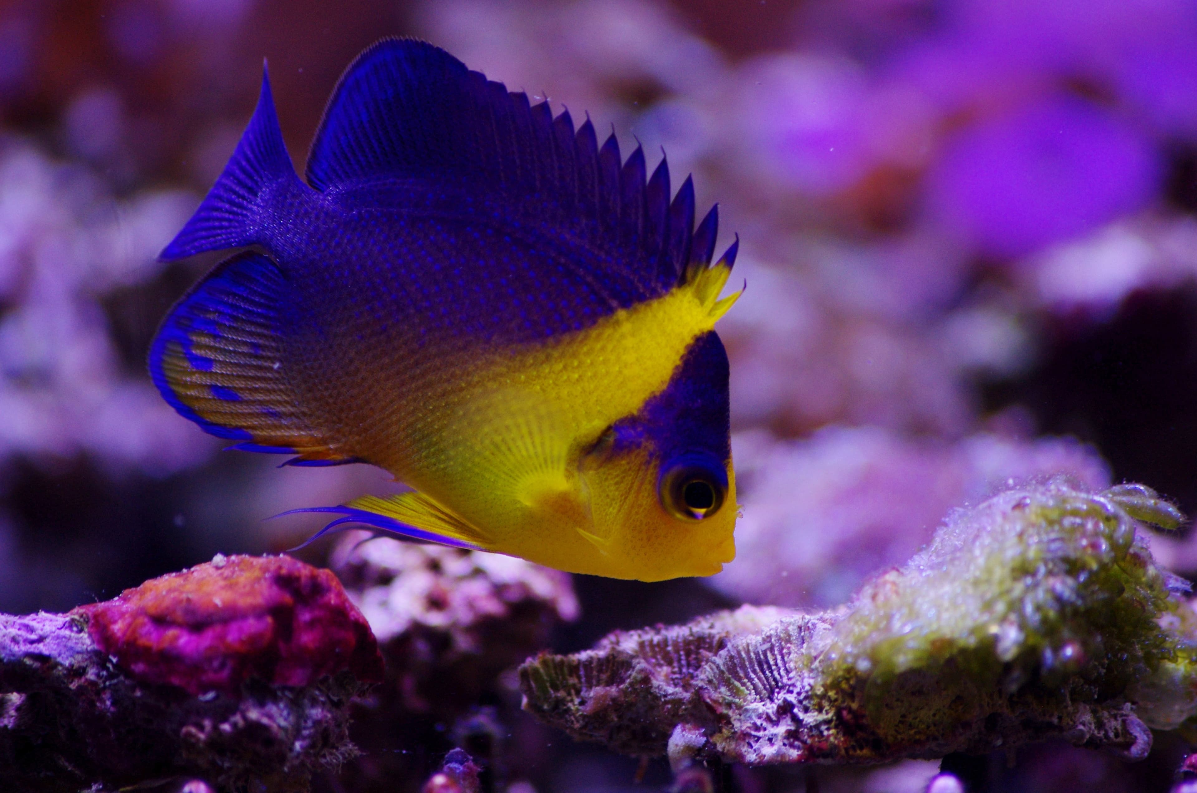 Purplemask Angelfish (Centropyge venusta)