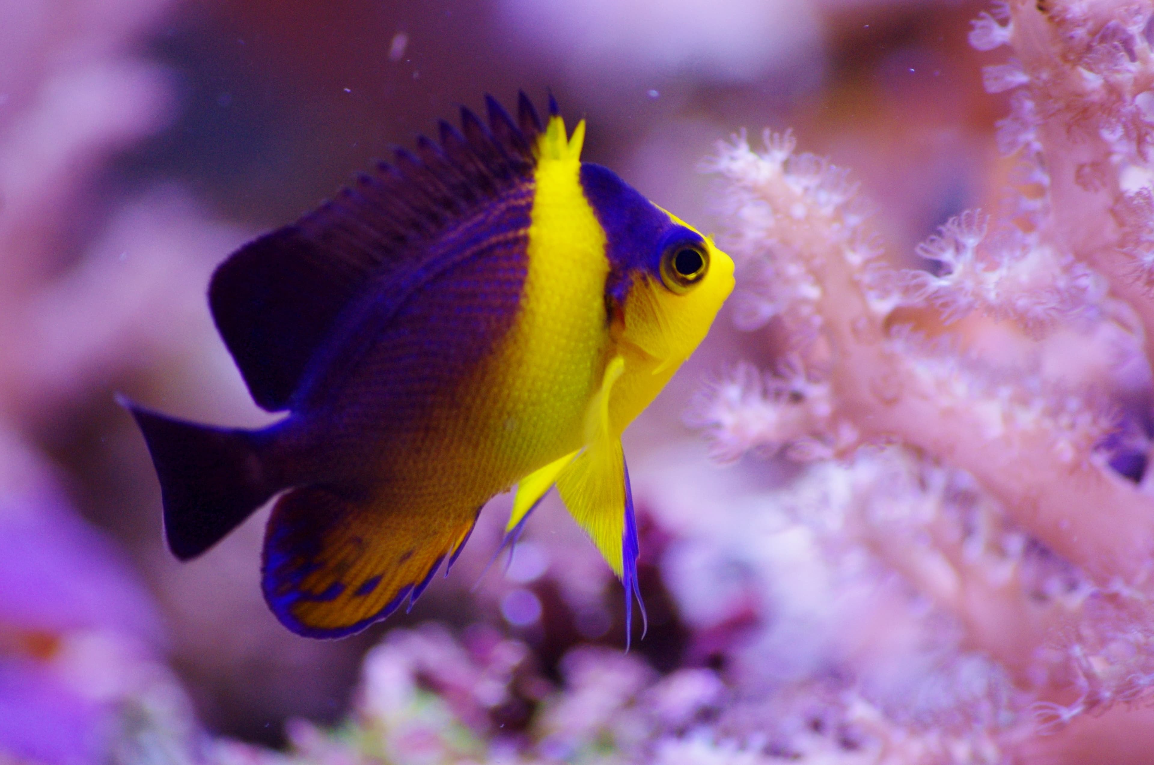 Purplemask Angelfish (Centropyge venusta)