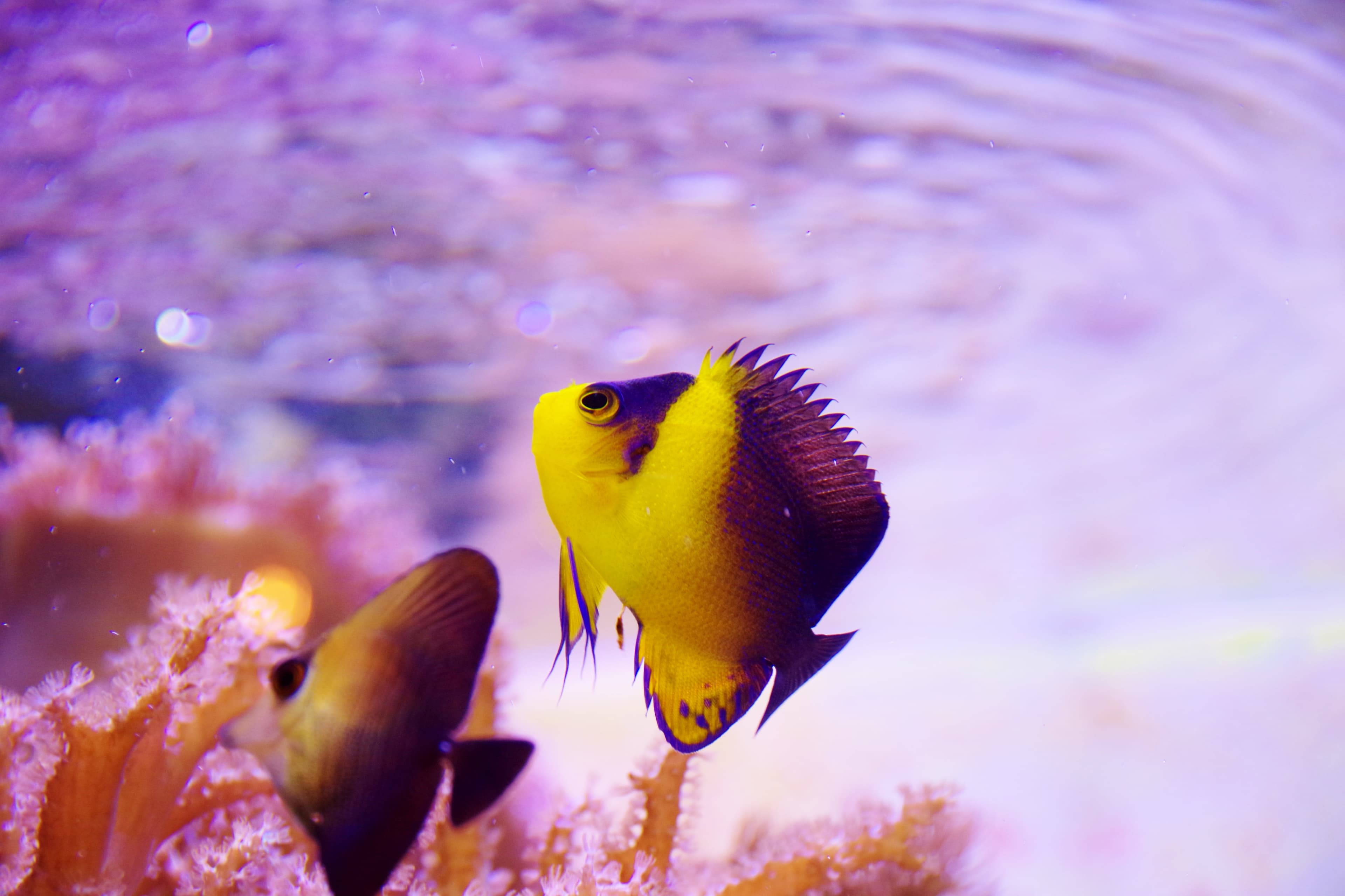 Purplemask Angelfish (Centropyge venusta)