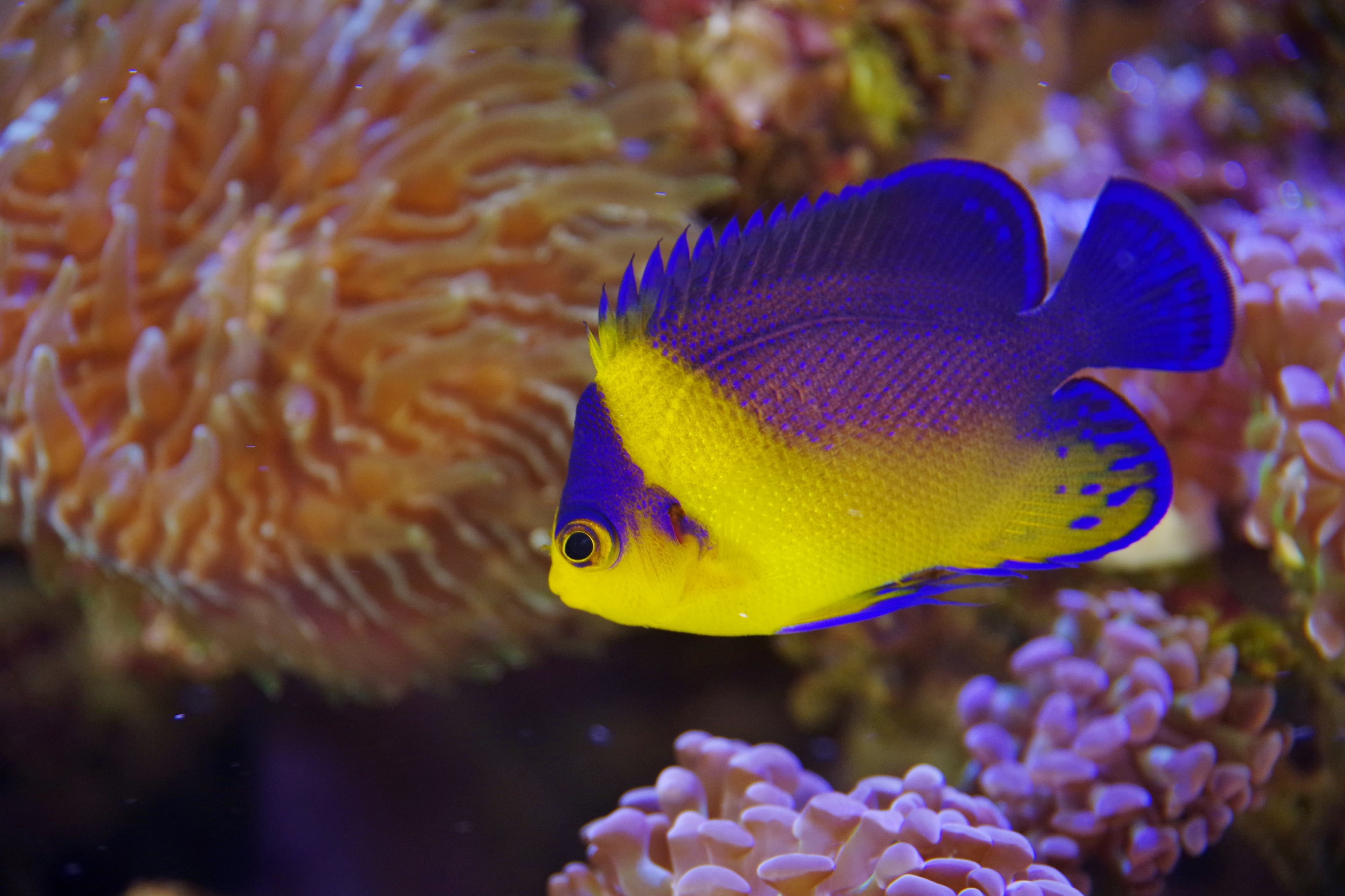 Purplemask Angelfish (Centropyge venusta)