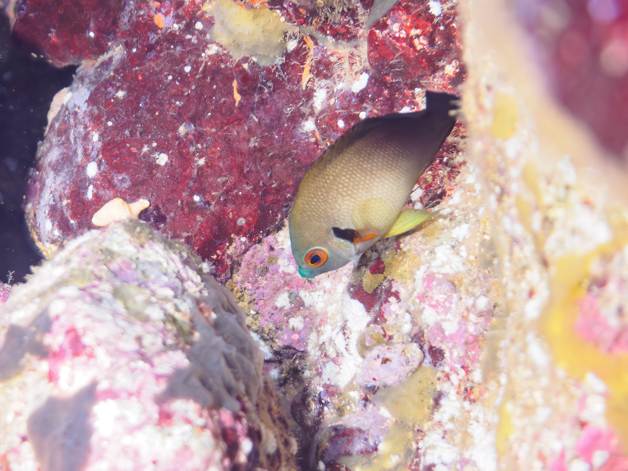 Pearlscale Angelfish (Centropyge vrolikii)