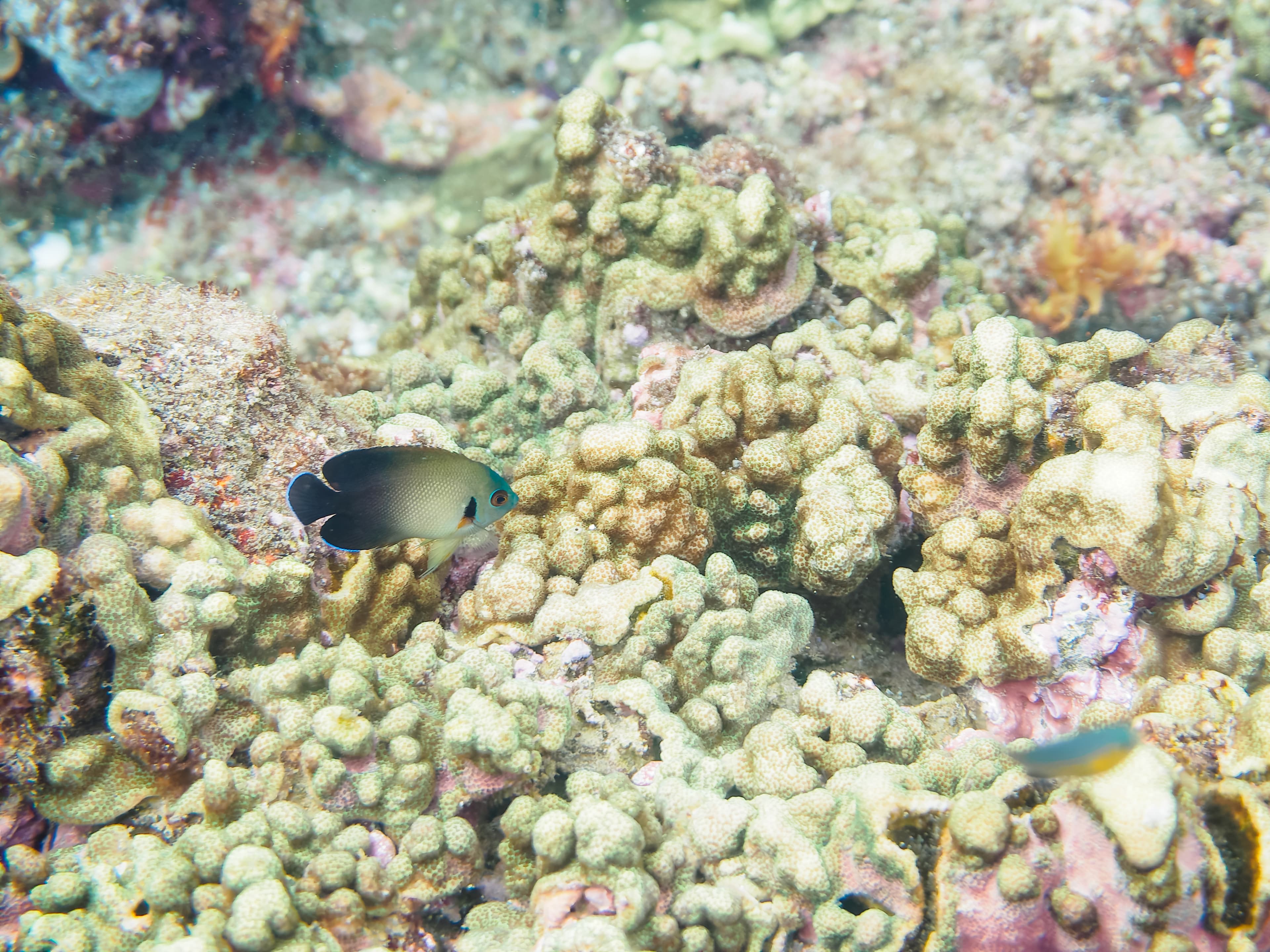 Pearlscale Angelfish (Centropyge vrolikii)