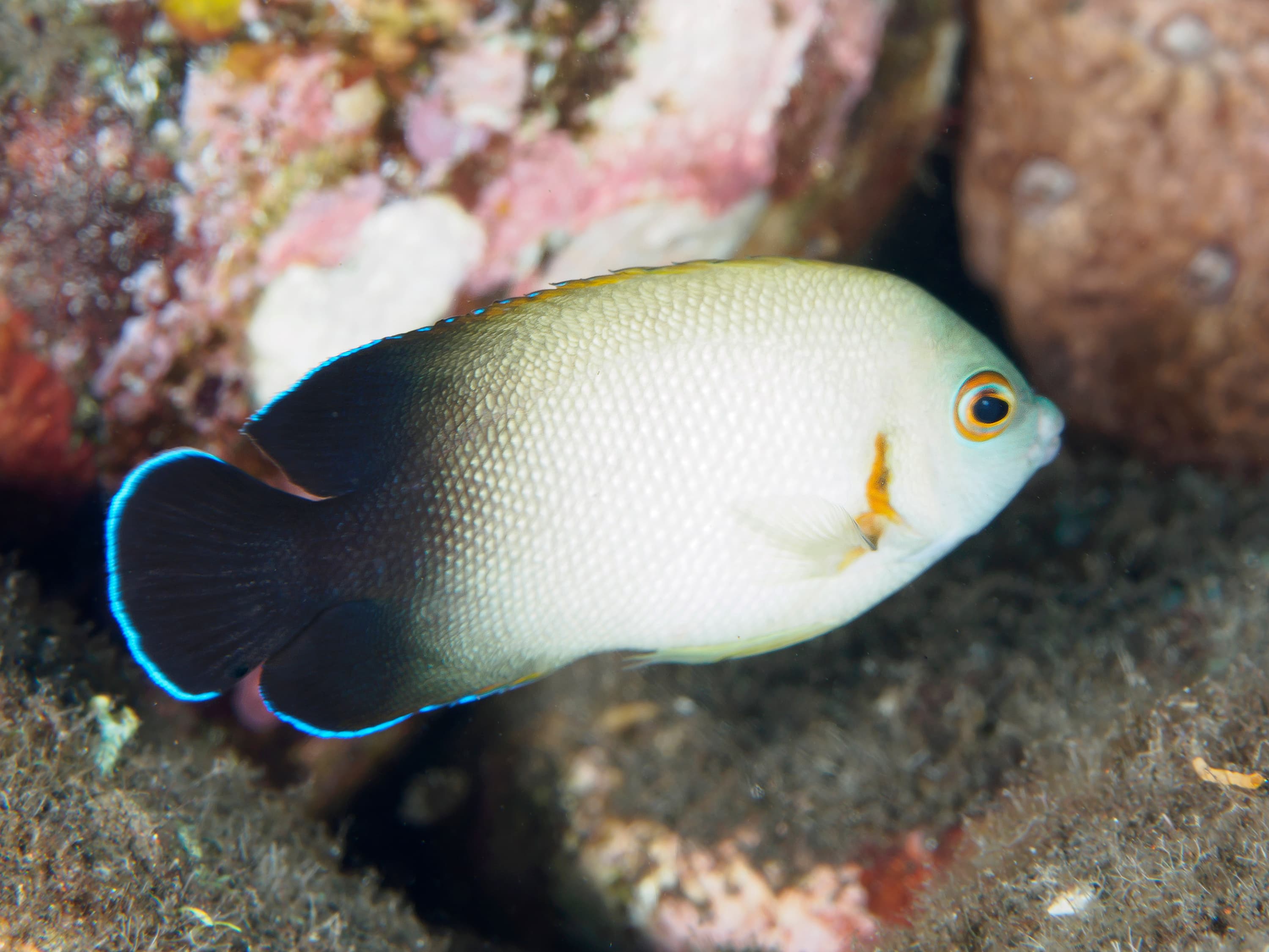 Pearlscale Angelfish (Centropyge vrolikii)