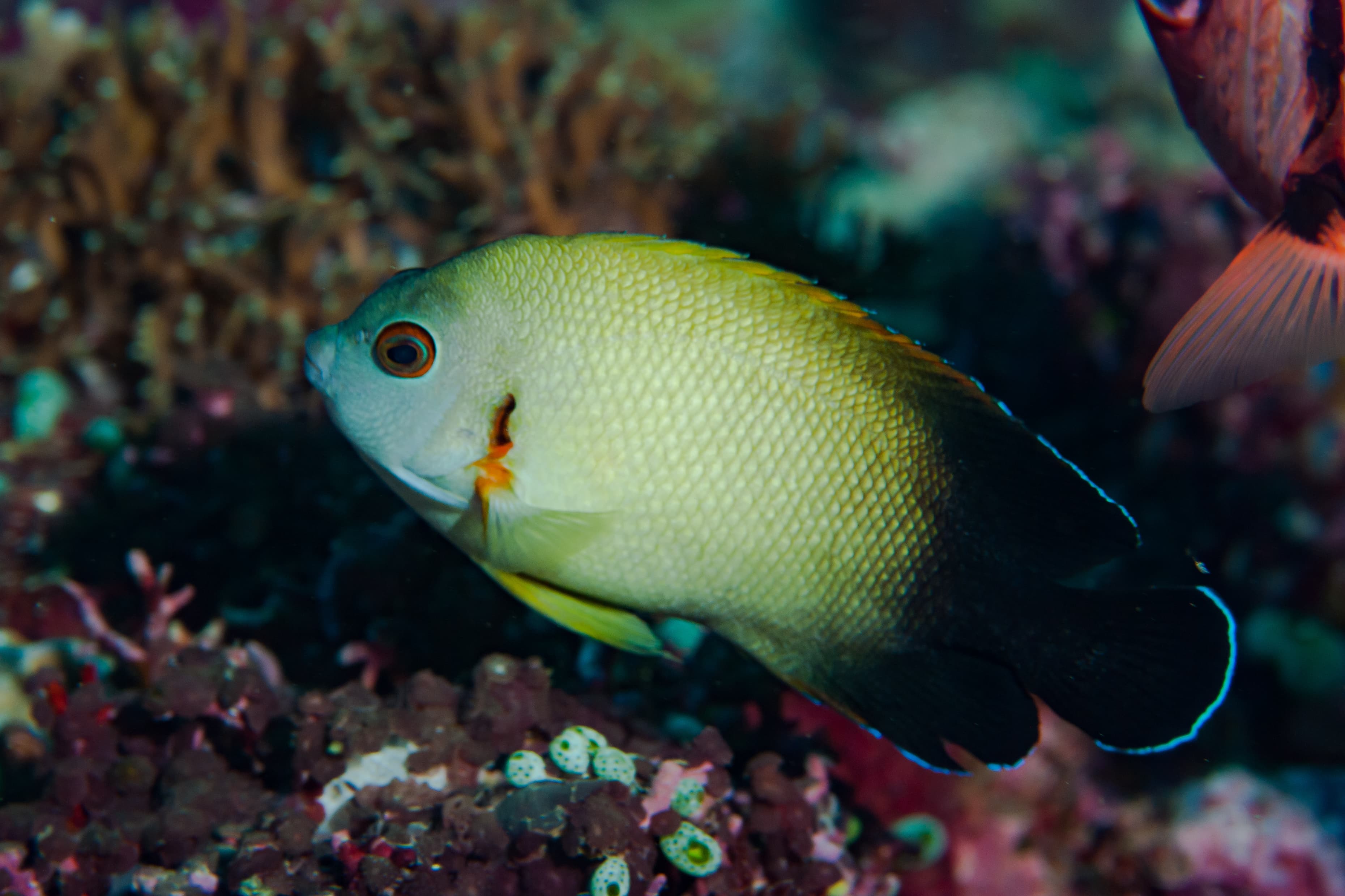 Pearlscale Angelfish (Centropyge vrolikii)