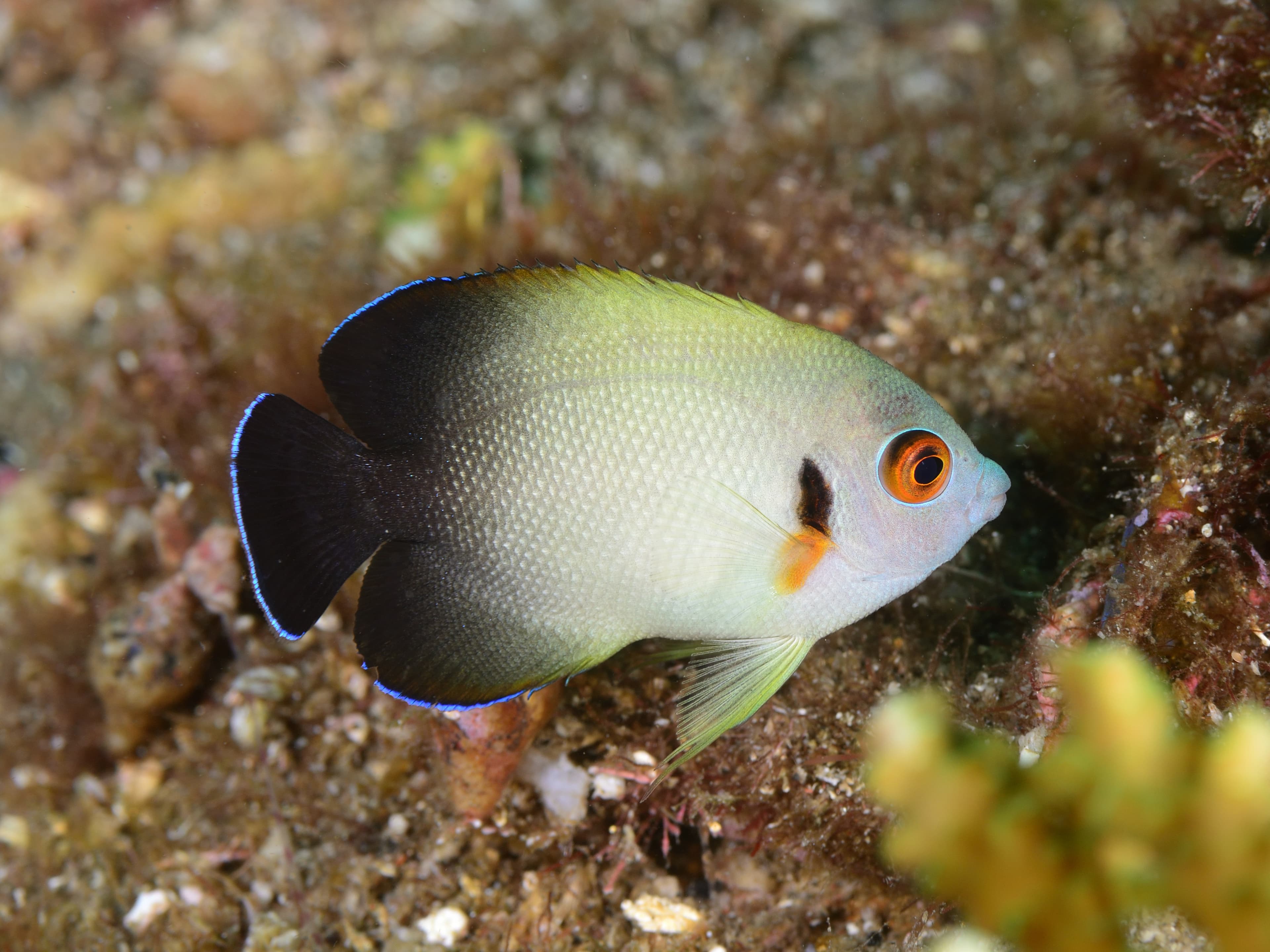 Pearlscale Angelfish (Centropyge vrolikii)