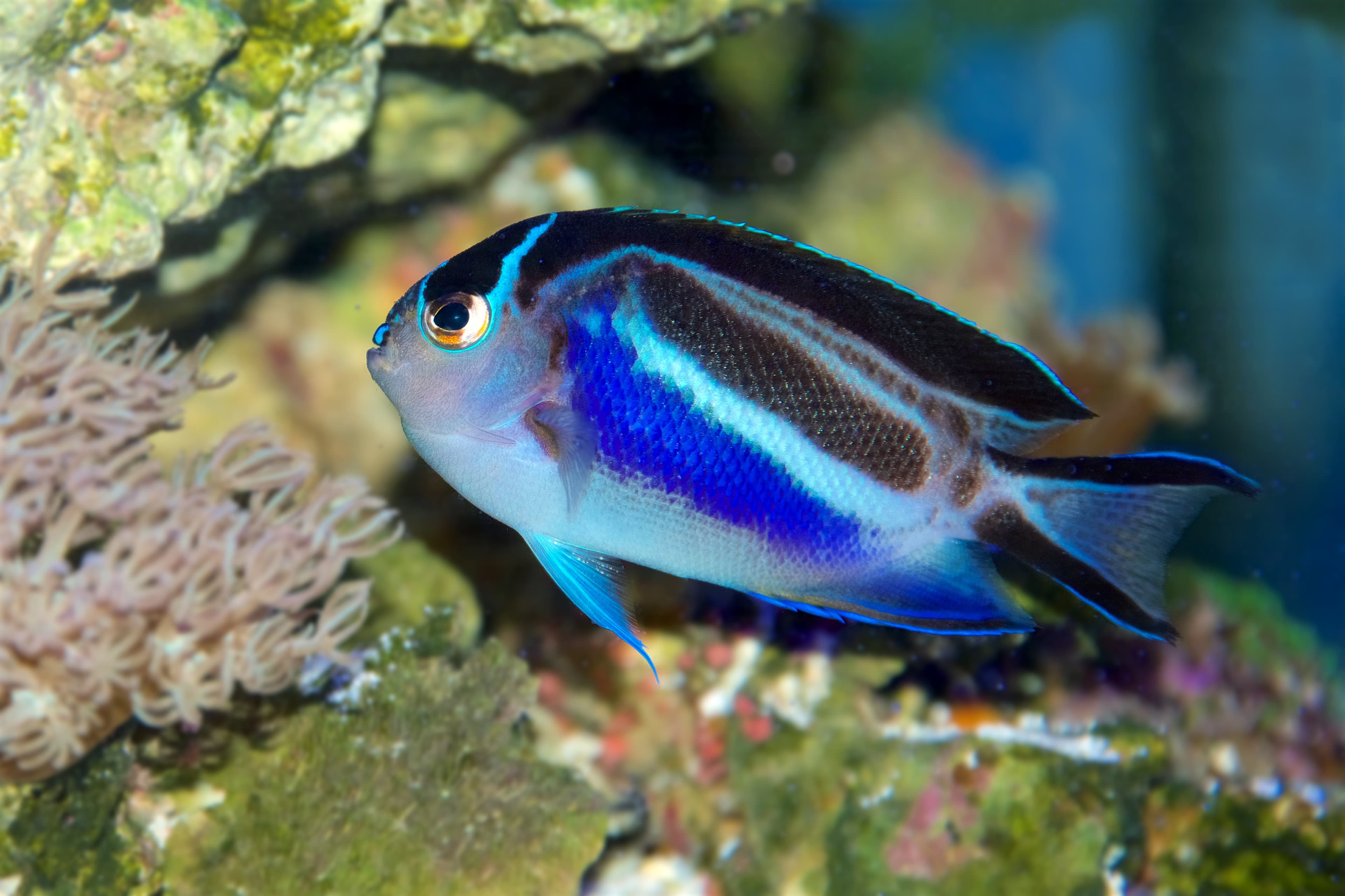 Female Bellus Angelfish (Genicanthus bellus)