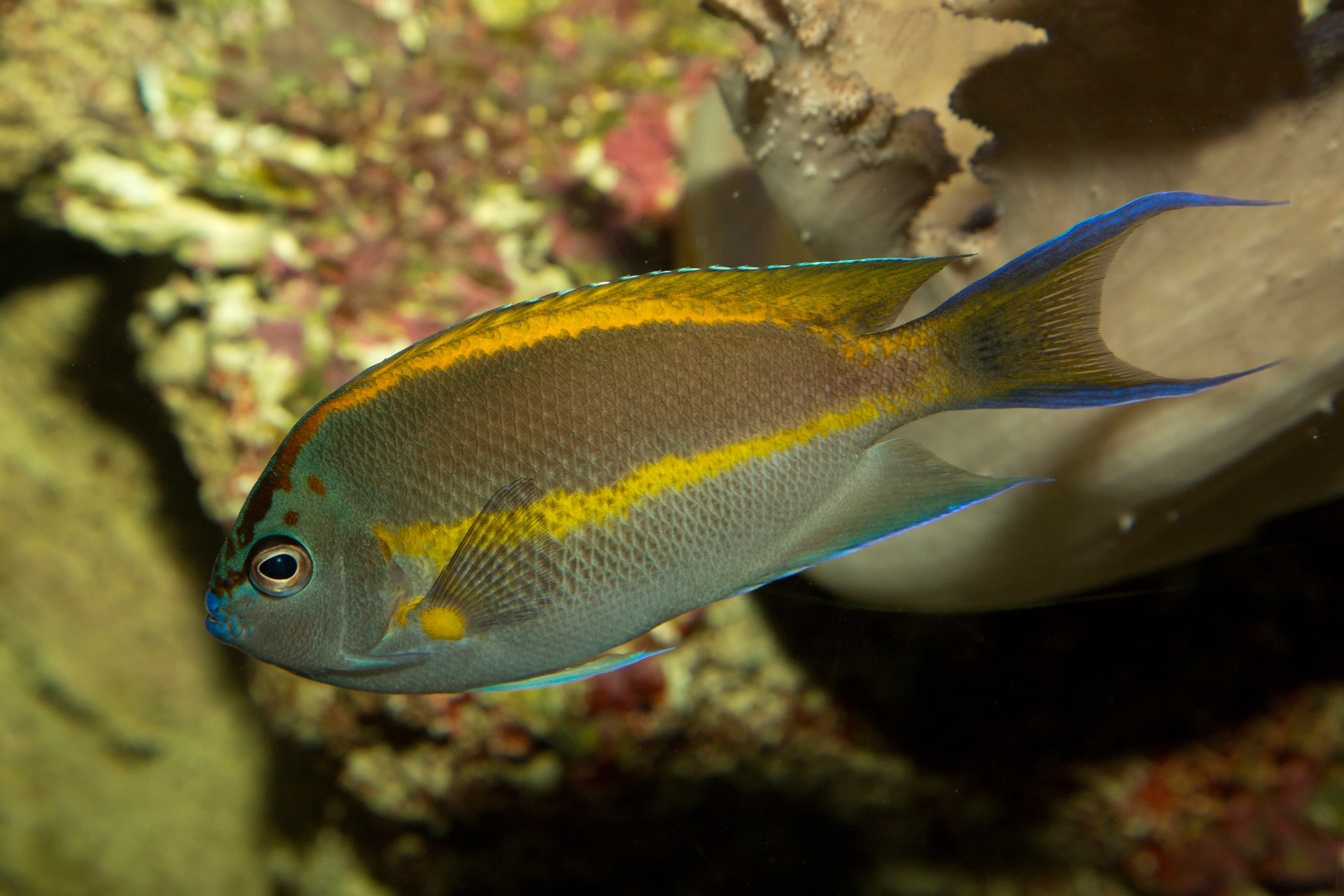 Male Bellus Angelfish (Genicanthus bellus)