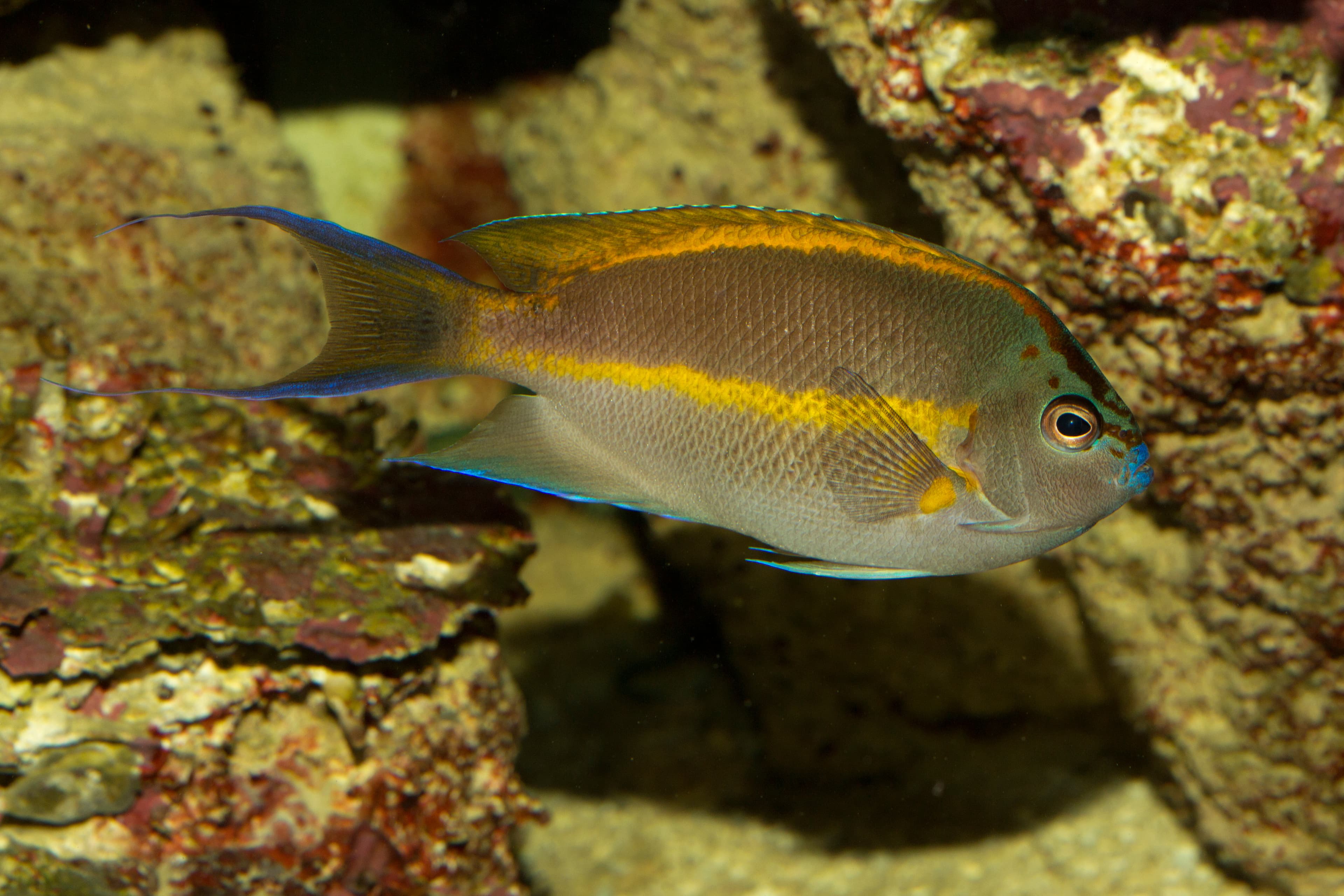 Male Bellus Angelfish (Genicanthus bellus)