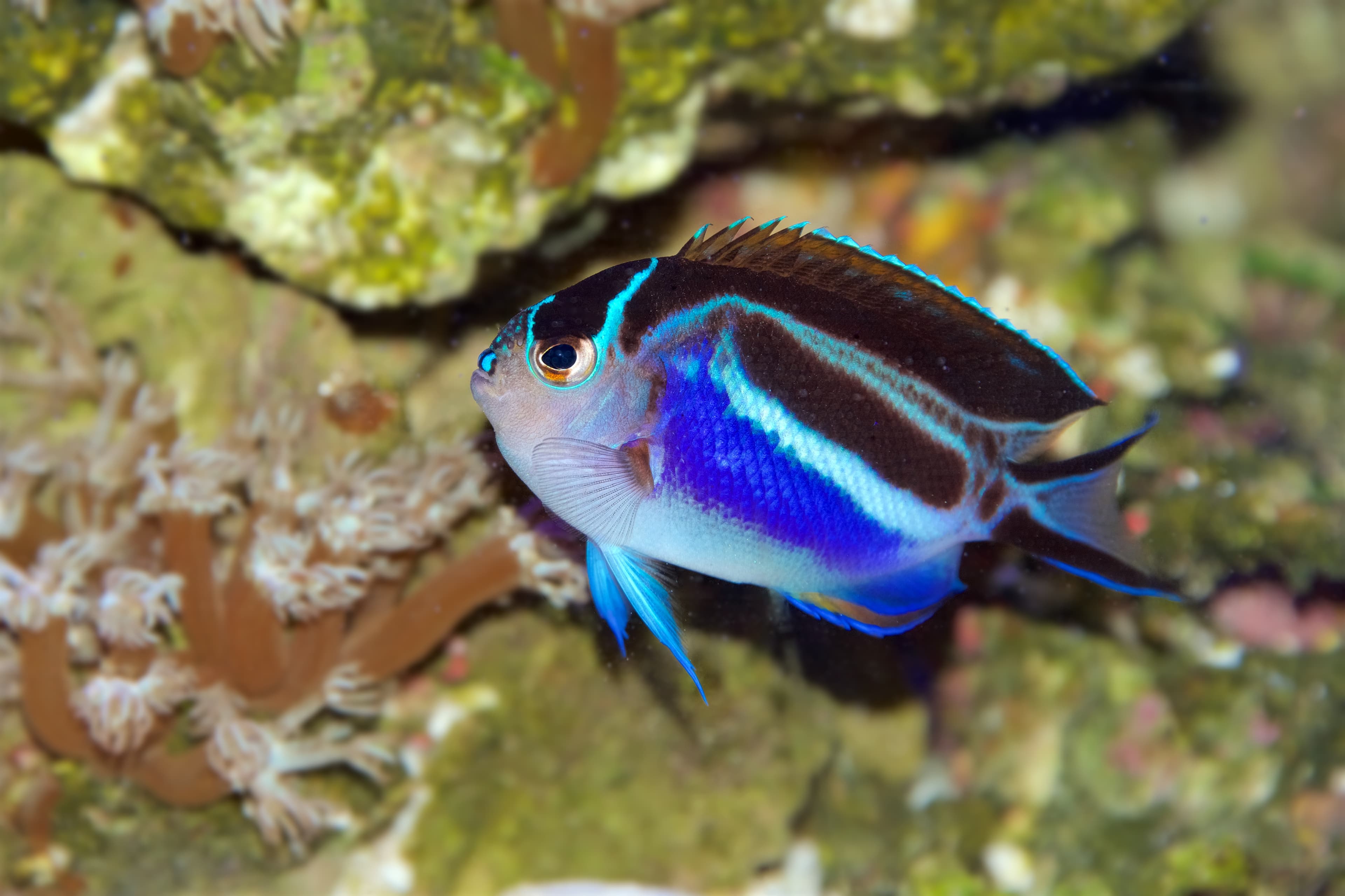 Female Bellus Angelfish (Genicanthus bellus)