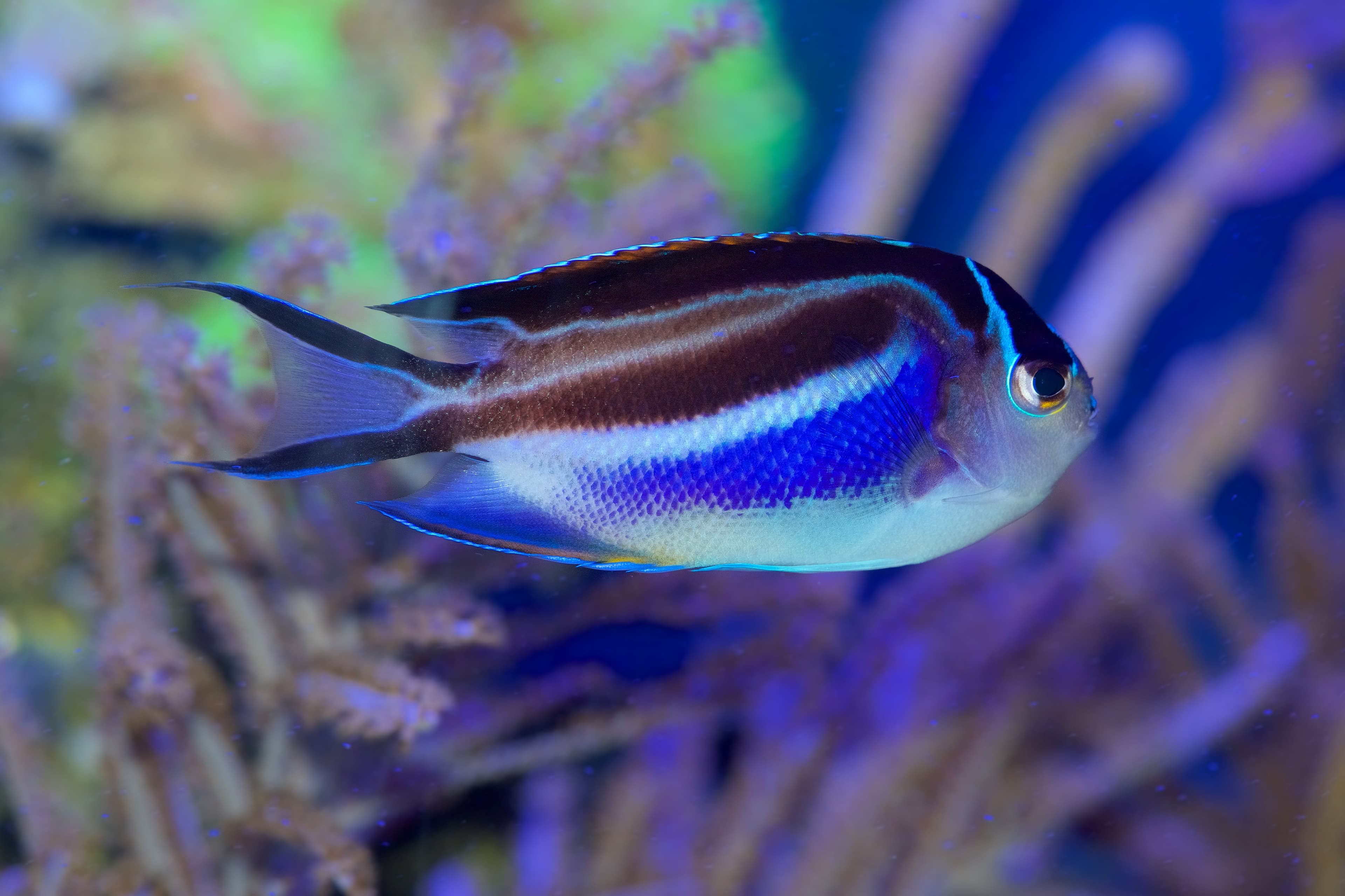 Female Bellus Angelfish (Genicanthus bellus)