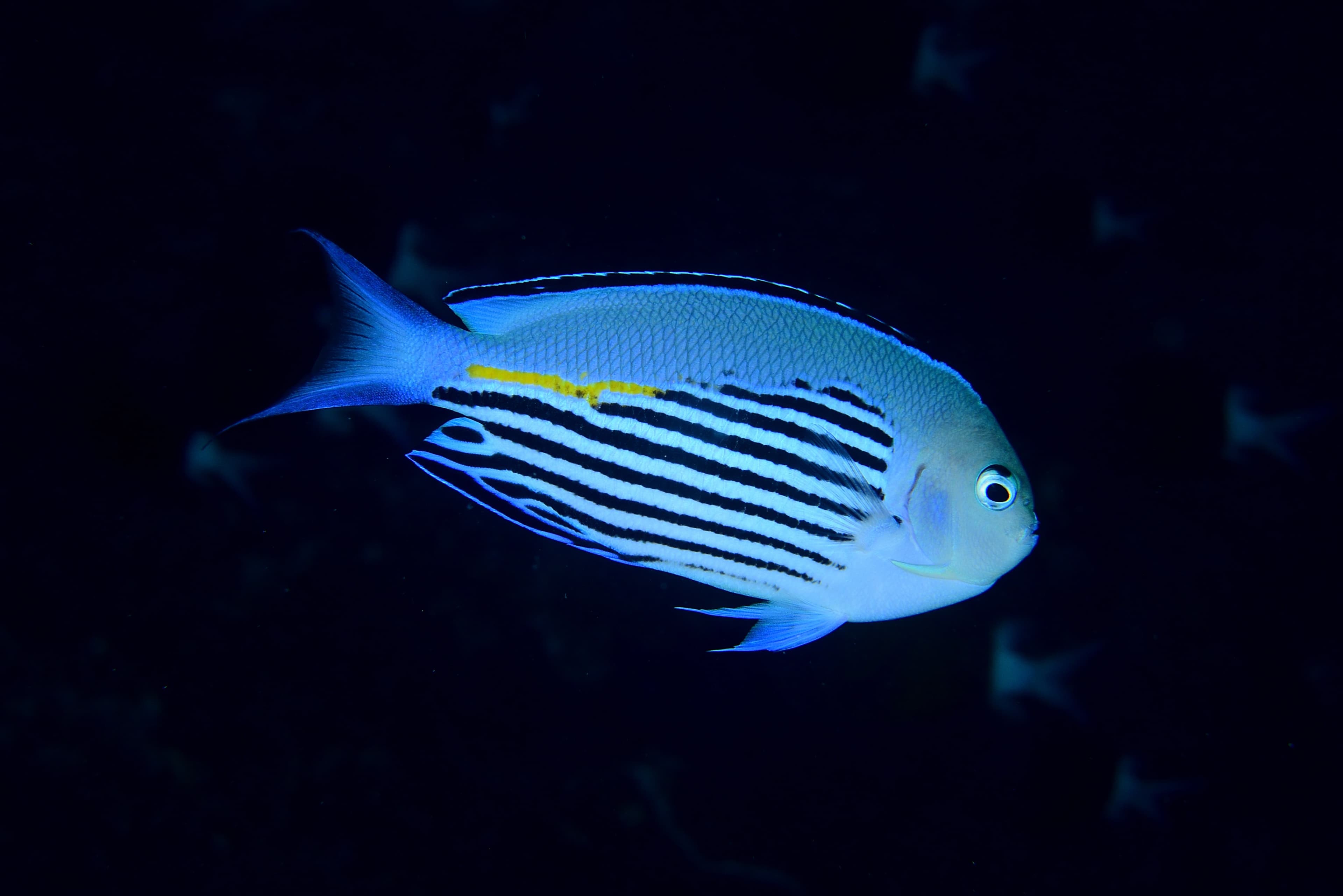 Male Blackedged Angelfish (Genicanthus watanabei)