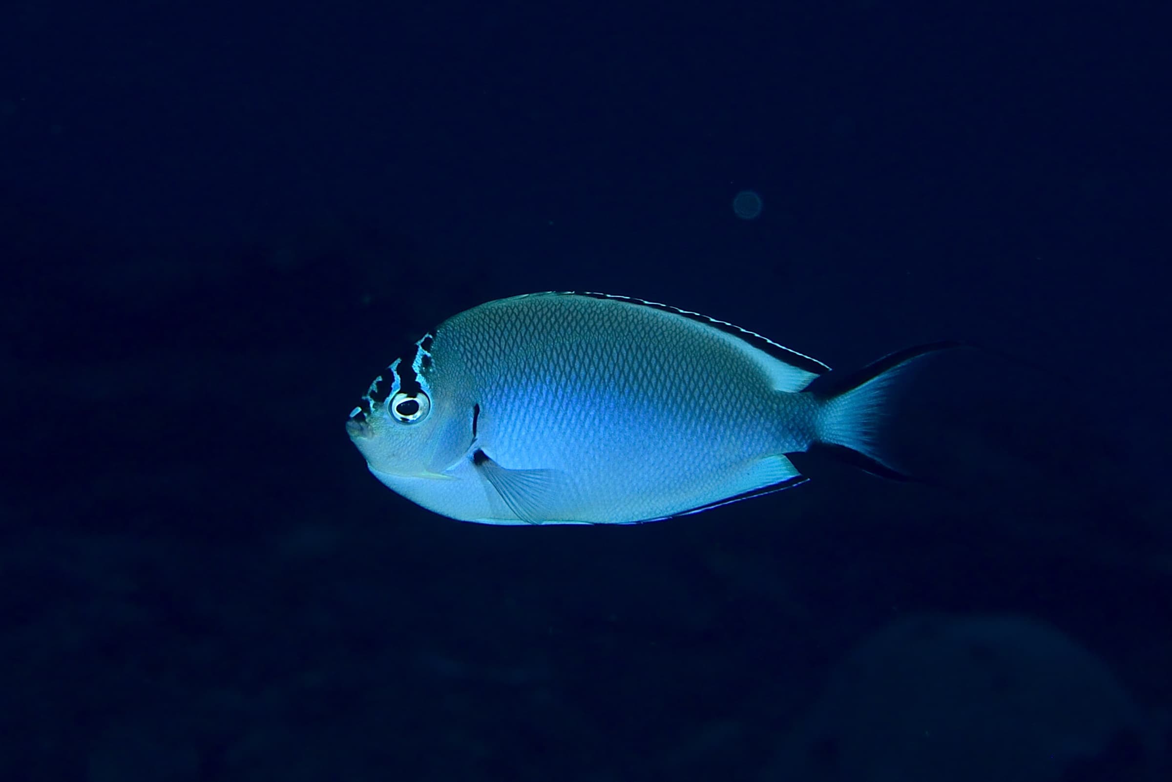 Female Blackedged Angelfish (Genicanthus watanabei)