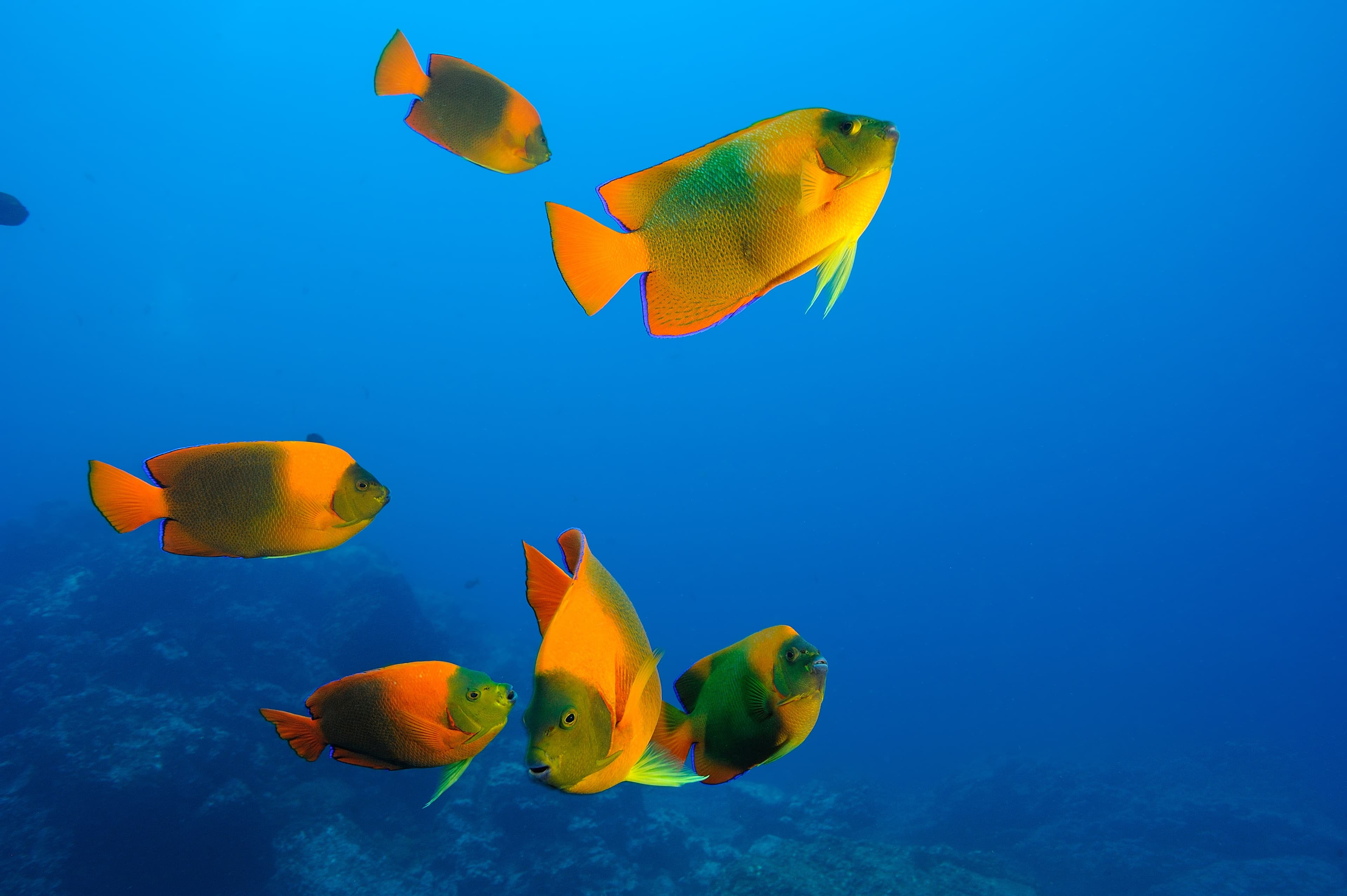 Clarion Angelfish (Holacanthus clarionensis), Revillagigedo Islands, Roca Partida, Mexico