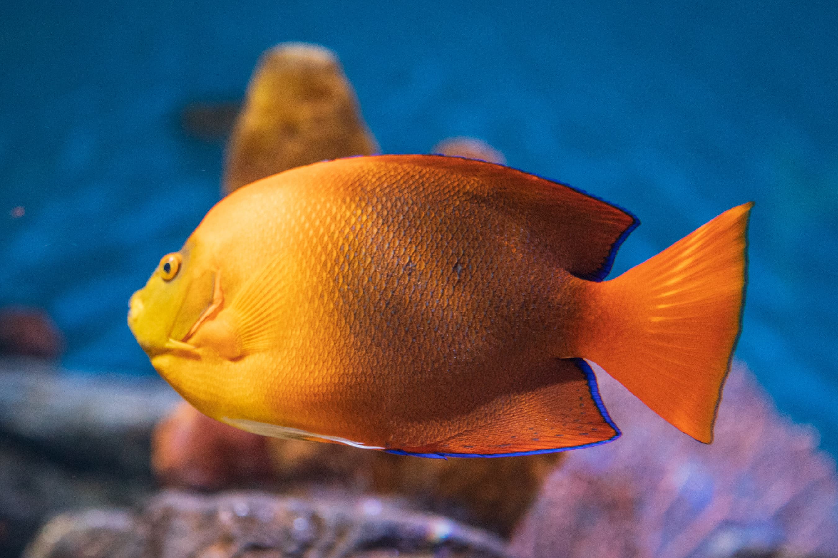 Clarion Angelfish (Holacanthus clarionensis), Monterey Bay Aquarium