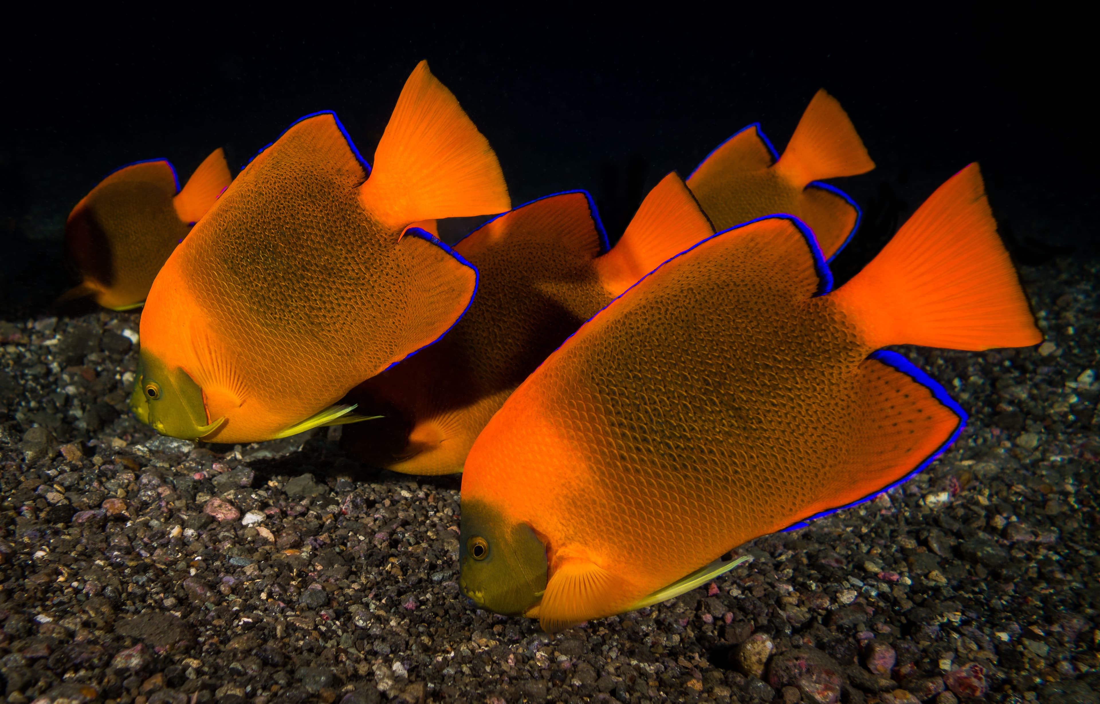 School of Clarion Angelfish (Holacanthus clarionensis)