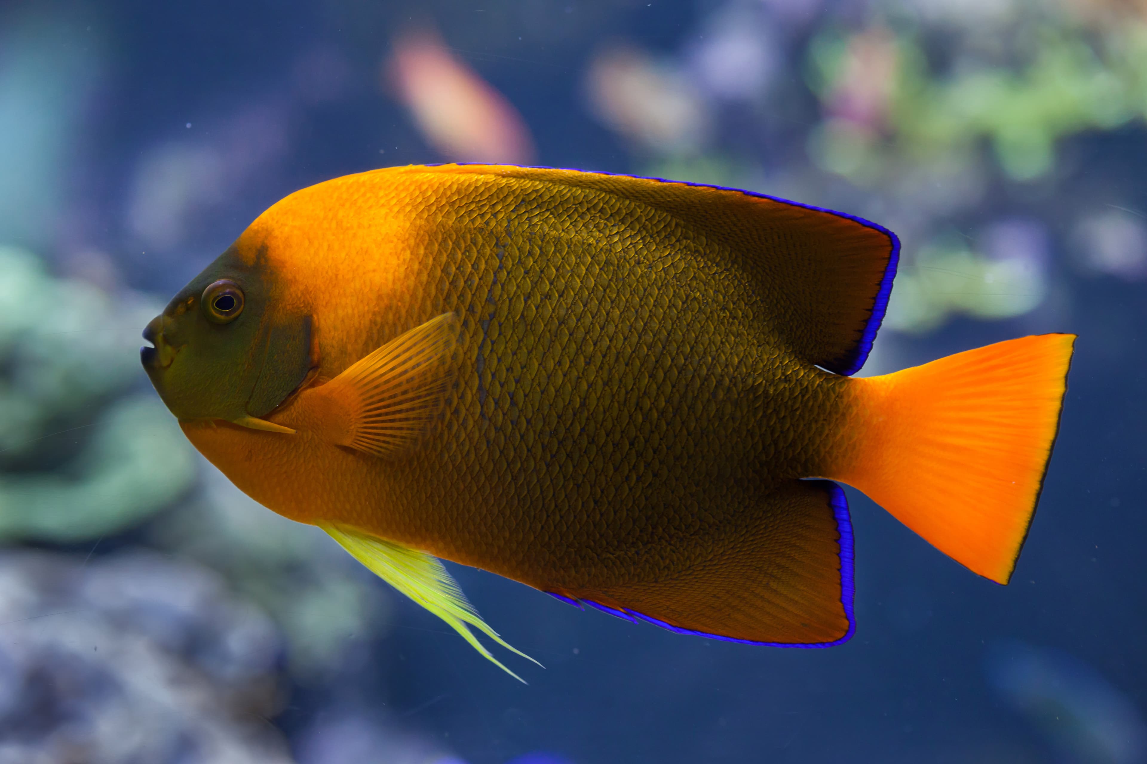 Clarion Angelfish (Holacanthus clarionensis)