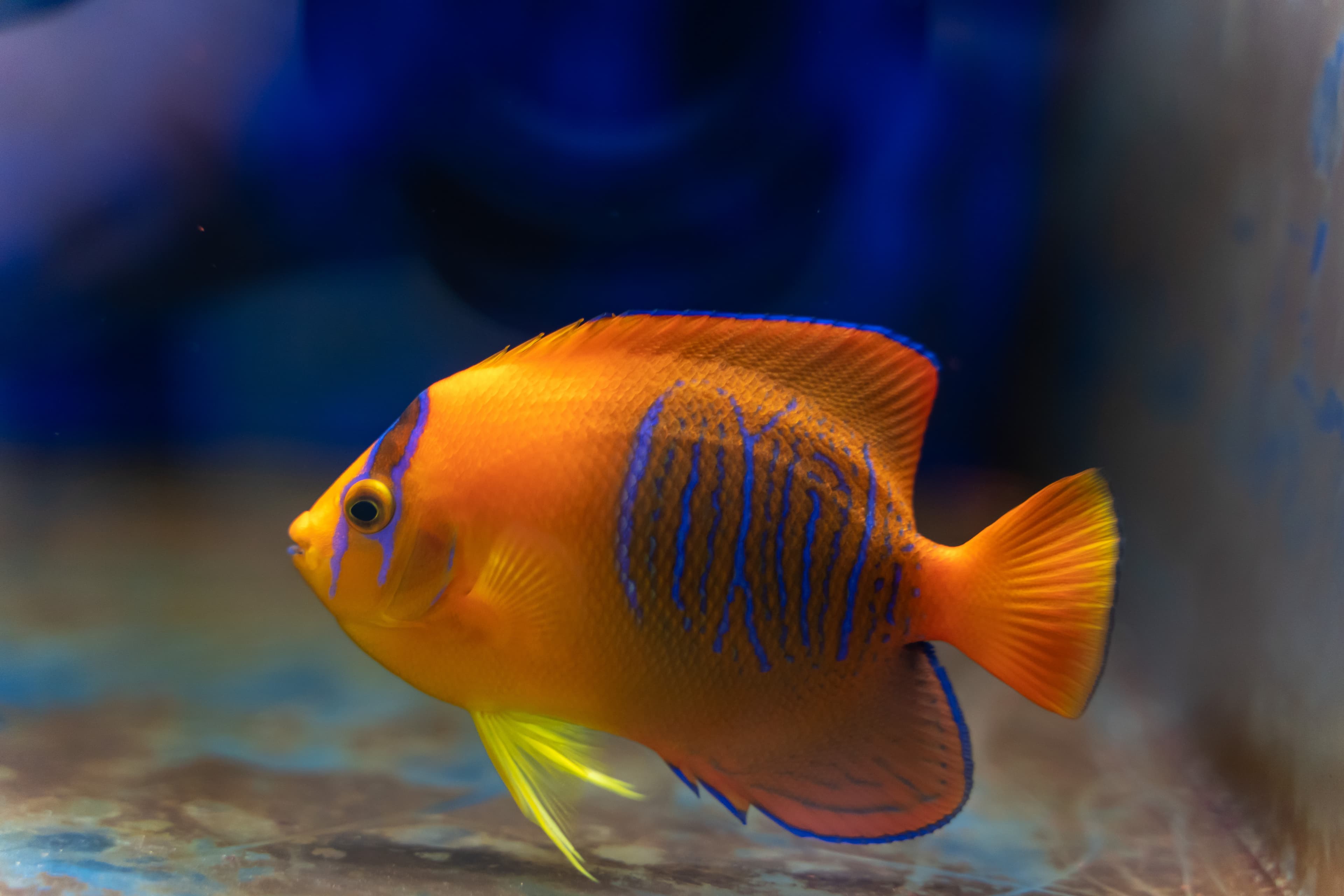 Captive bred Clarion Angelfish (Holacanthus clarionensis)