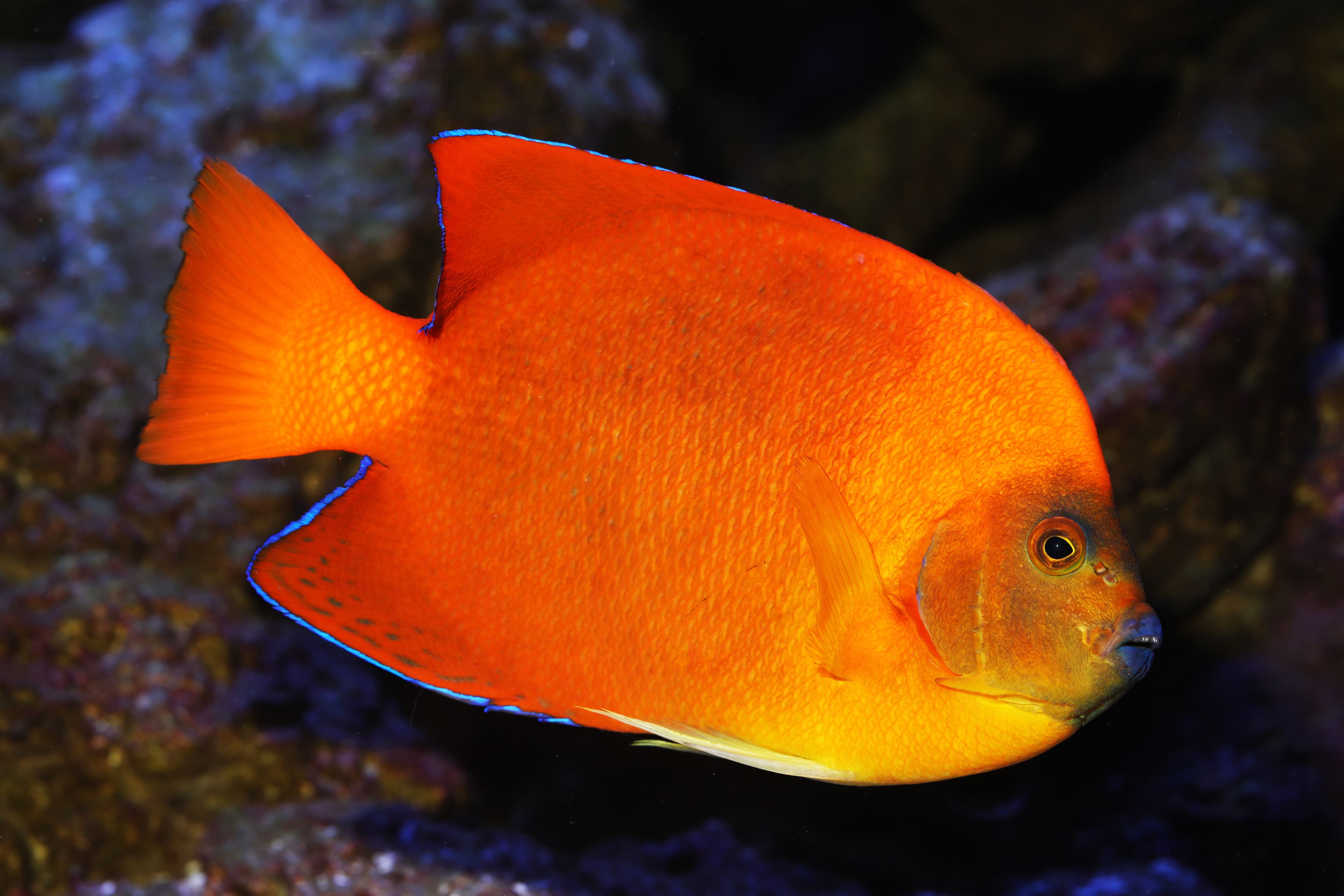 Adult Clarion Angelfish (Holacanthus clarionensis)