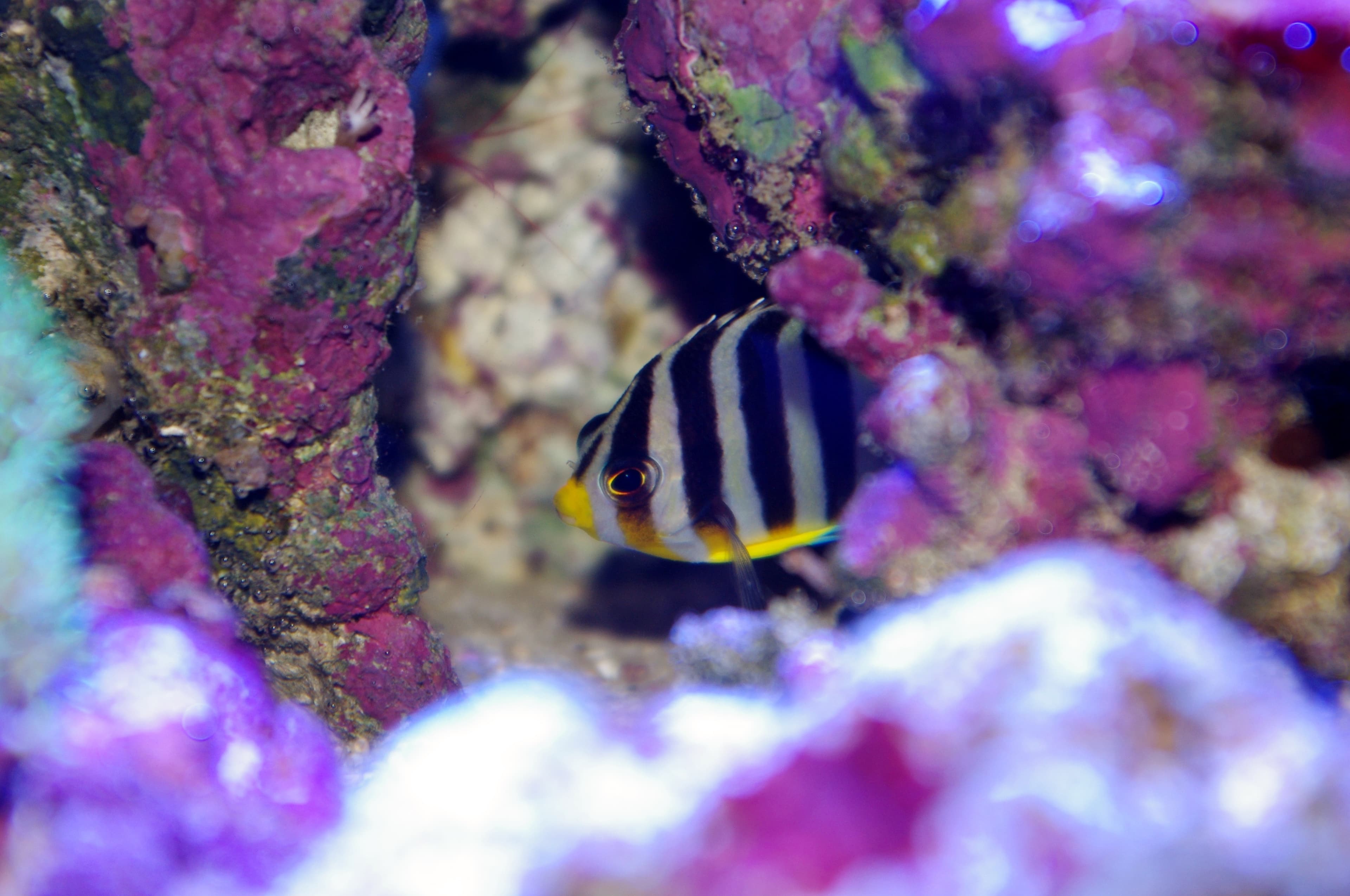 Barred Angelfish (Paracentropyge multifasciata) peeking out from a hole