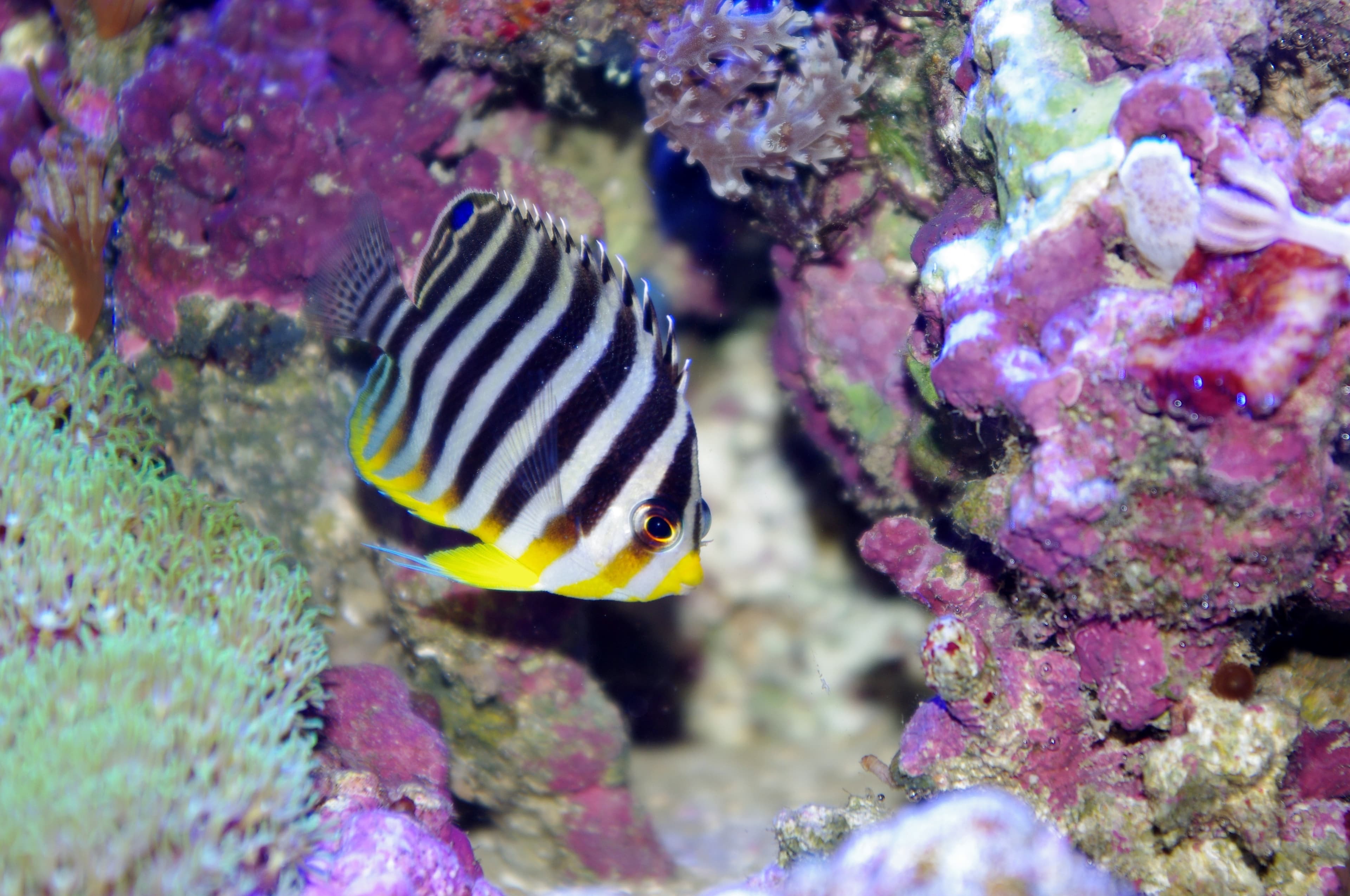 Barred Angelfish (Paracentropyge multifasciata)