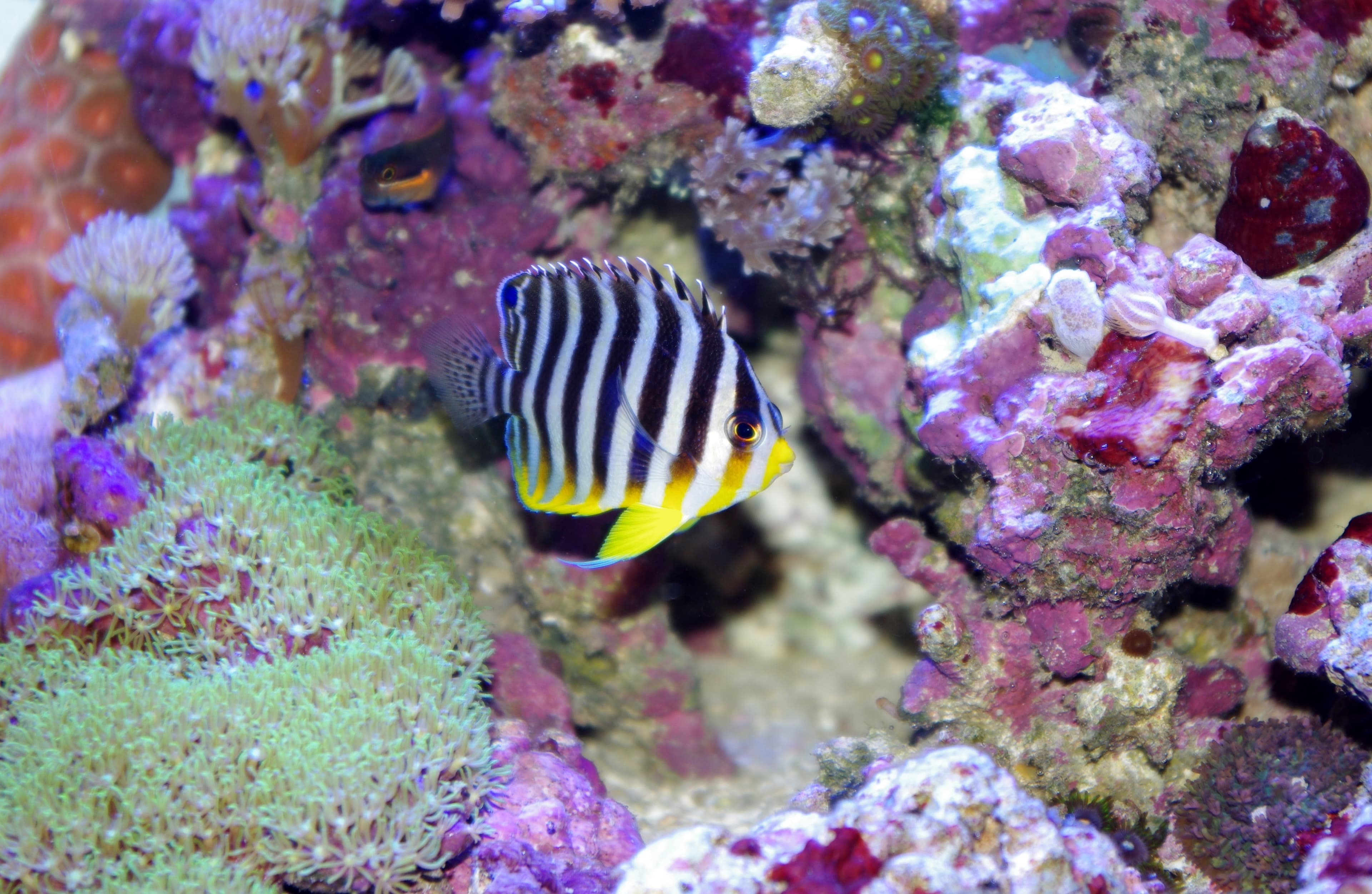 Barred Angelfish (Paracentropyge multifasciata)