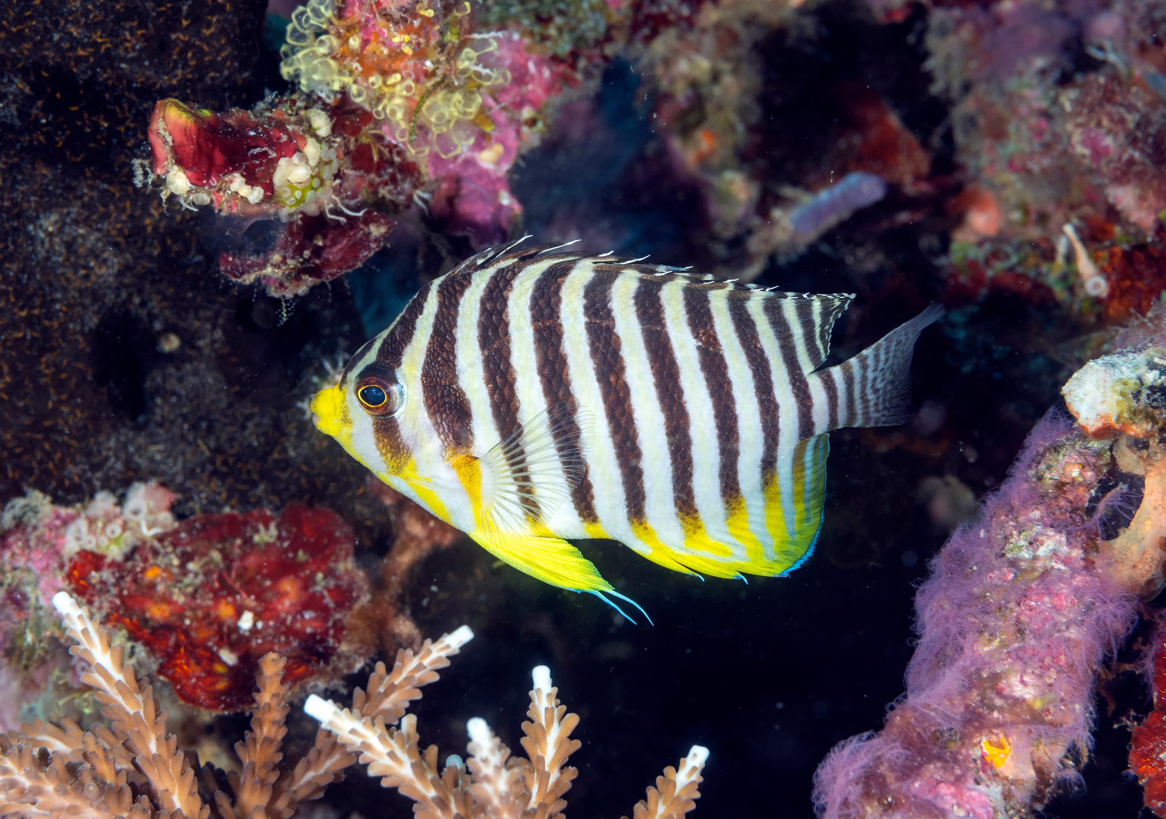 Barred Angelfish (Paracentropyge multifasciata), Raja Ampat, Indonesia