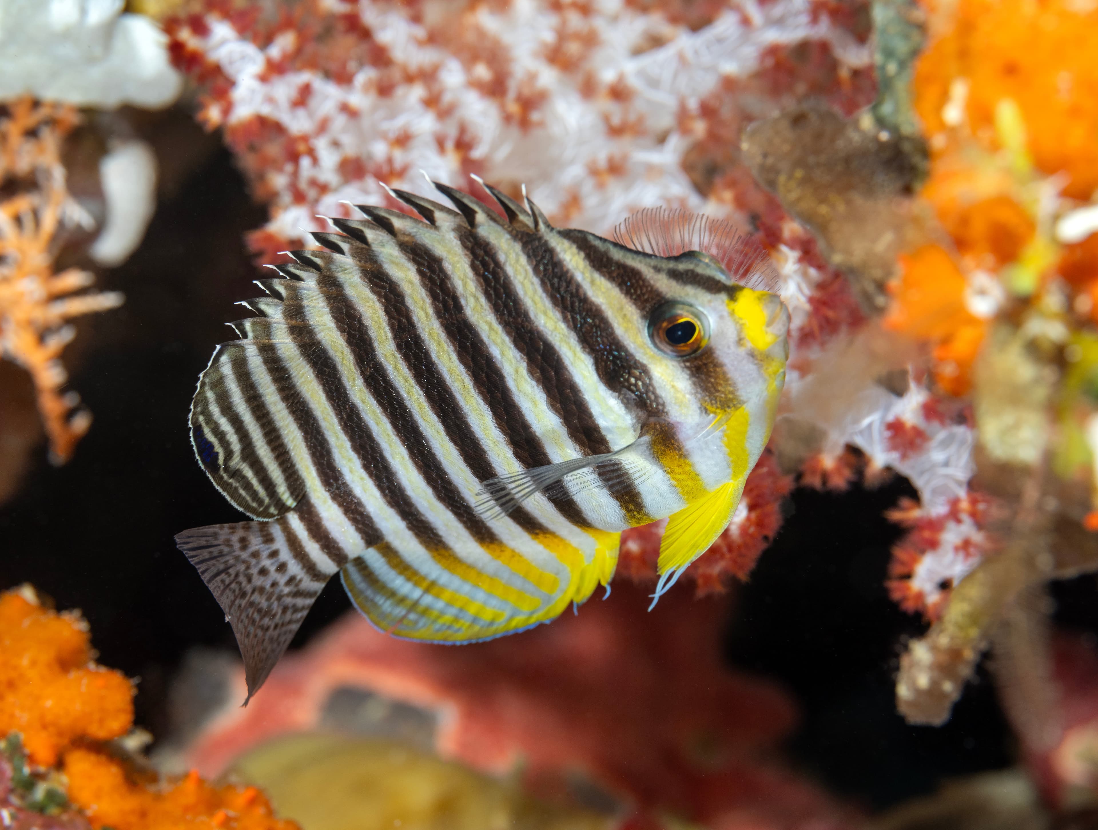 Barred Angelfish (Paracentropyge multifasciata), Raja Ampat, Indonesia