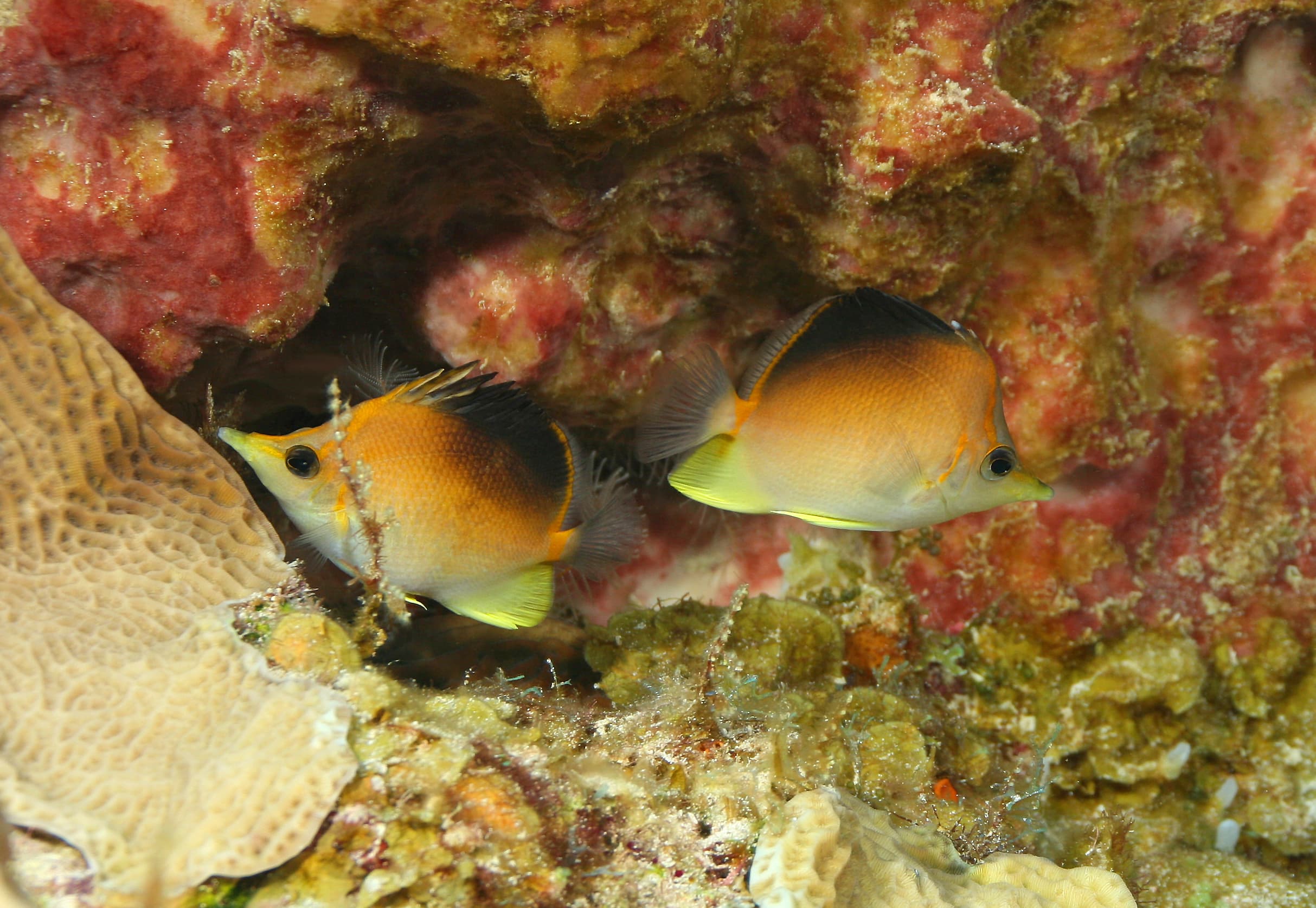 Caribbean Longsnout Butterflyfish (Prognathodes aculeatus), Cozumel, Mexico