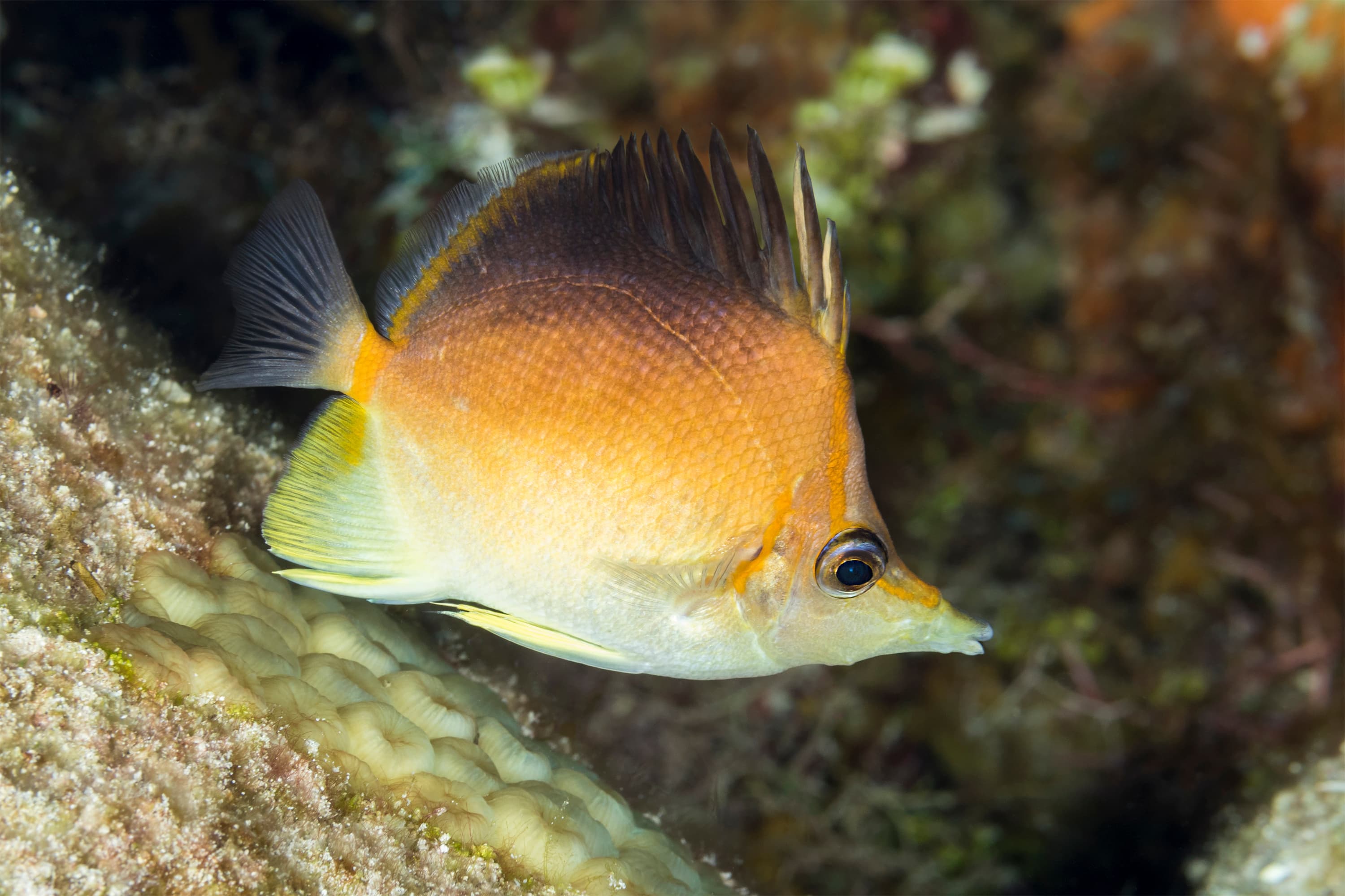 Caribbean Longsnout Butterflyfish (Prognathodes aculeatus), Cozumel, Mexico