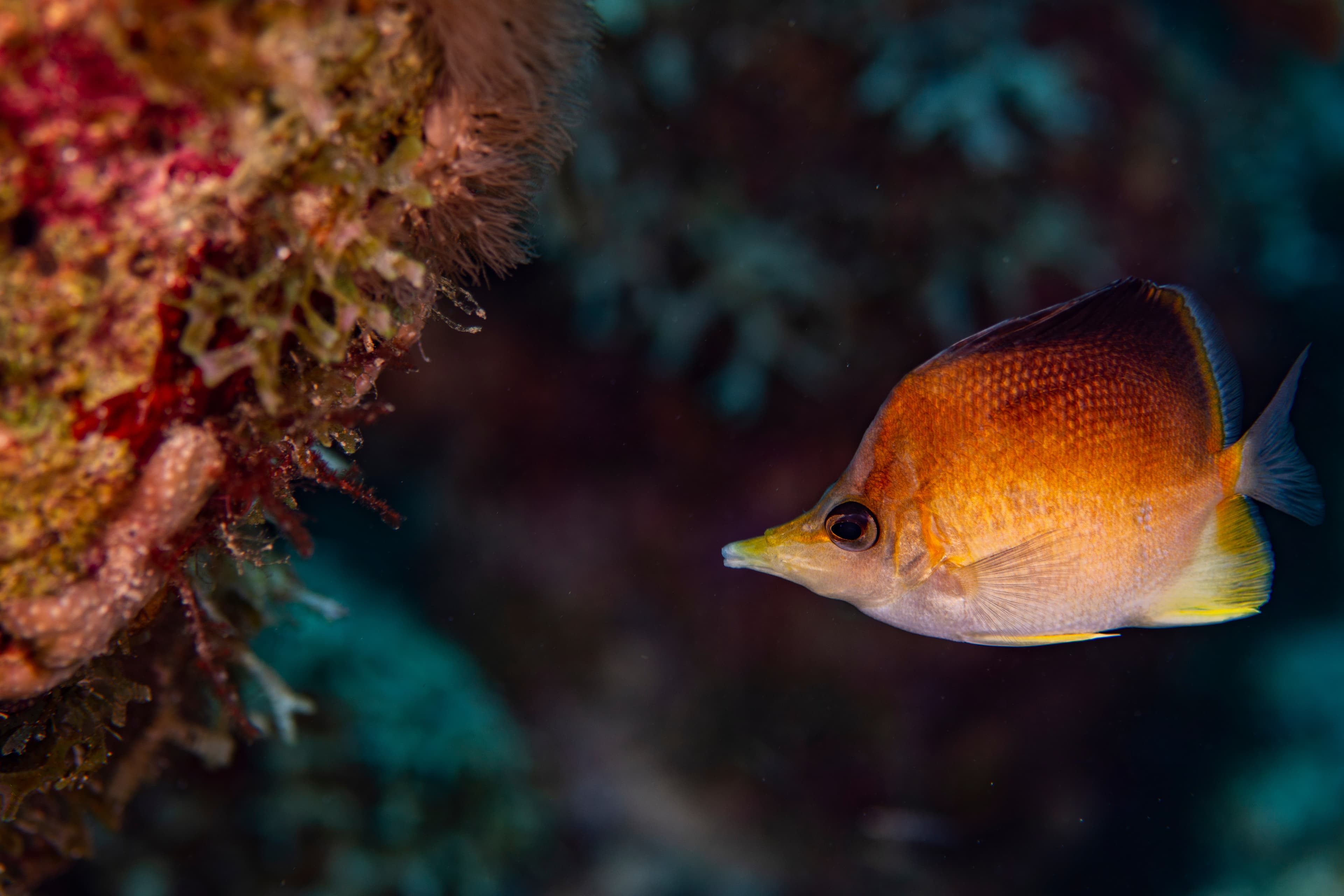 Caribbean Longsnout Butterflyfish (Prognathodes aculeatus)