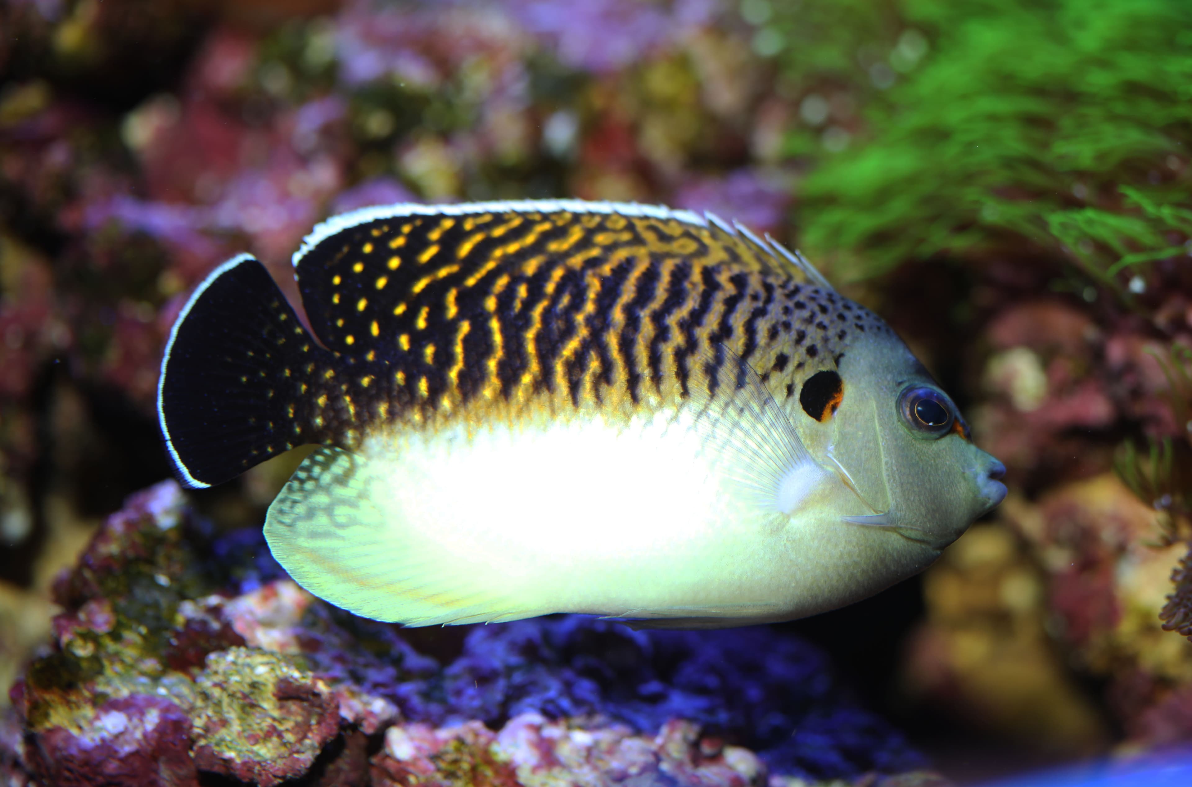 Rare and expensive Tiger Angelfish (Apolemichthys kingi)