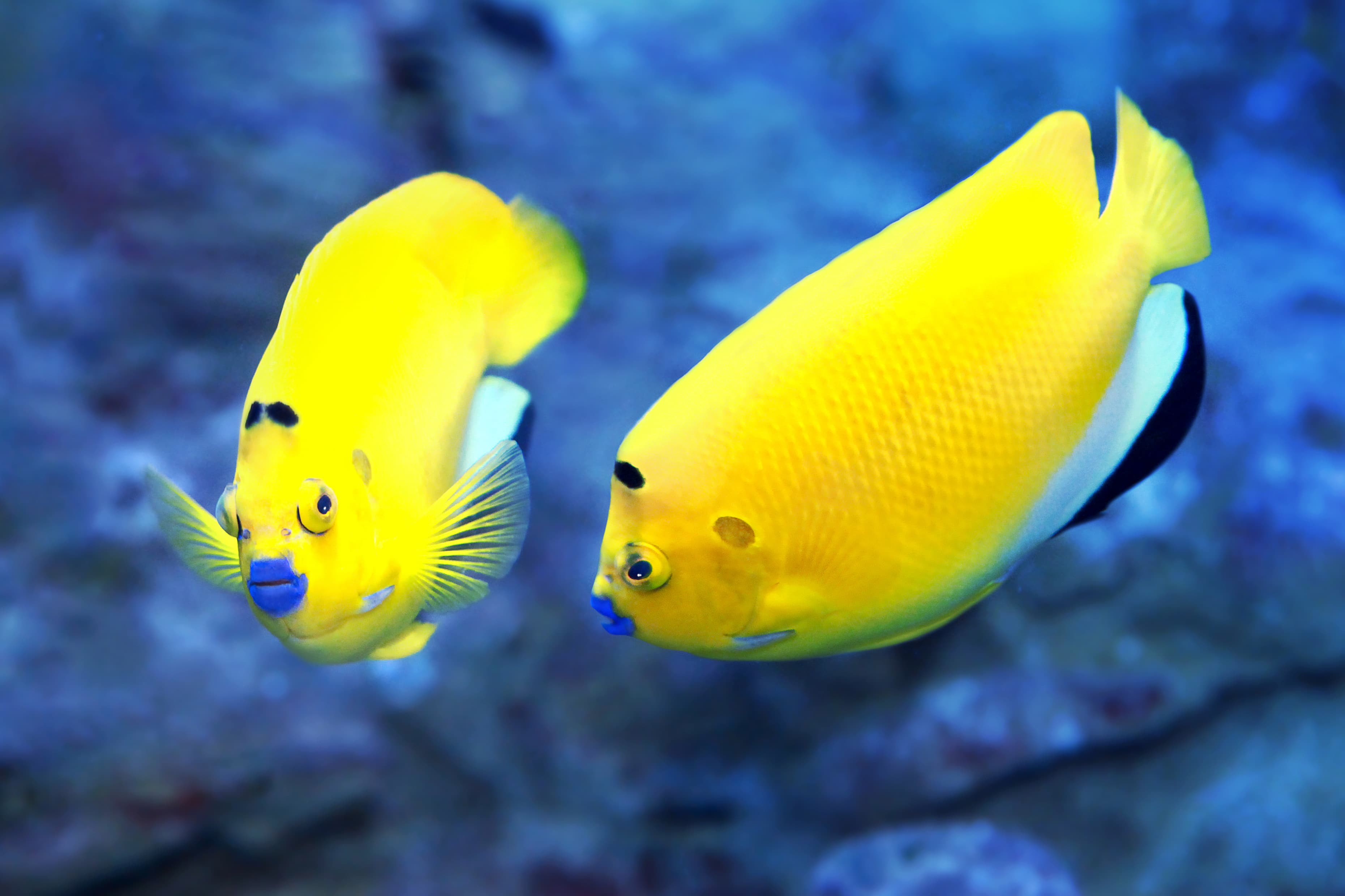 Three-spot Angelfish (Apolemichthys trimaculatus)