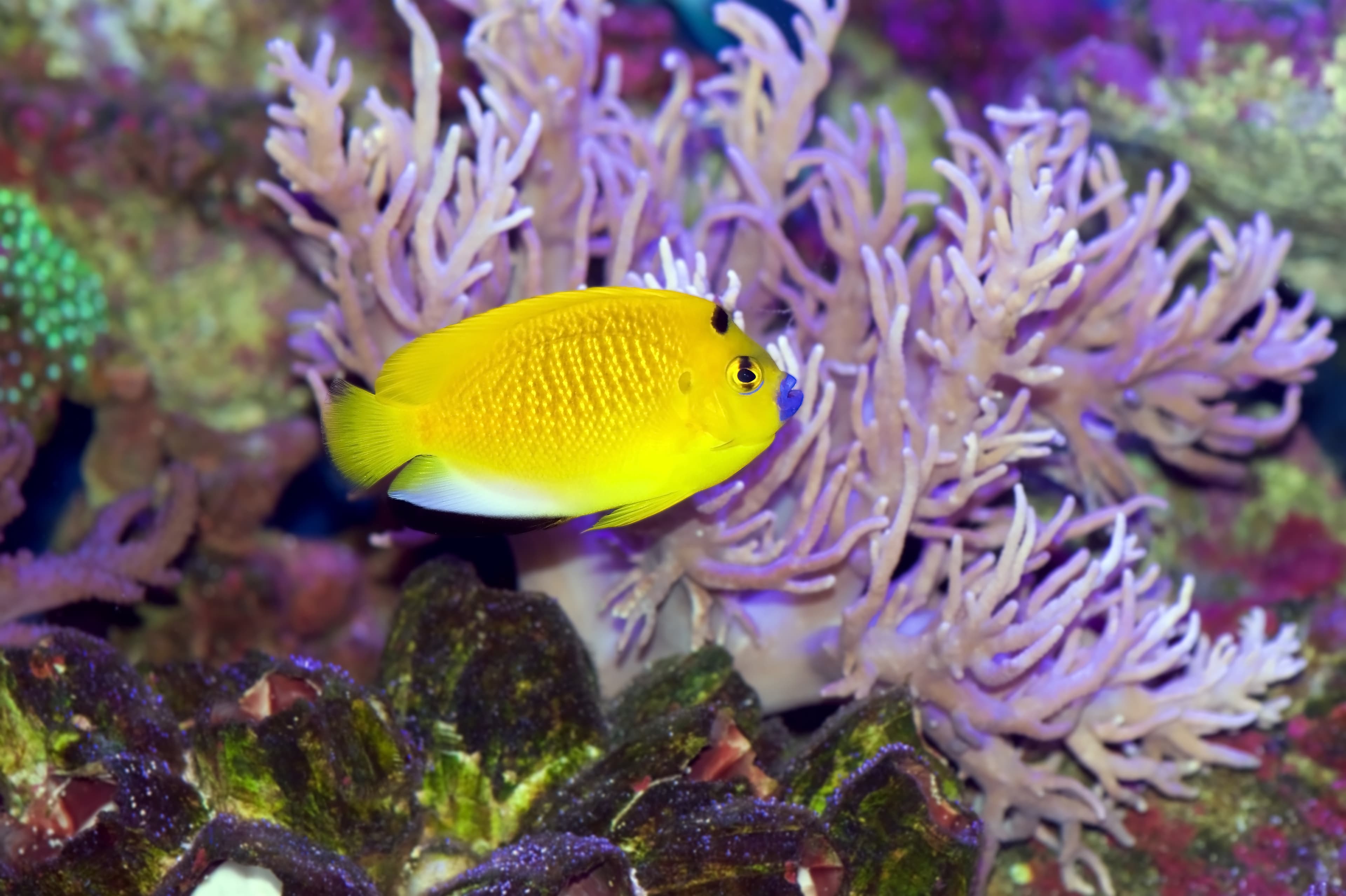 Flagfin or Three-spot Angelfish (Apolemichthys trimaculatus)