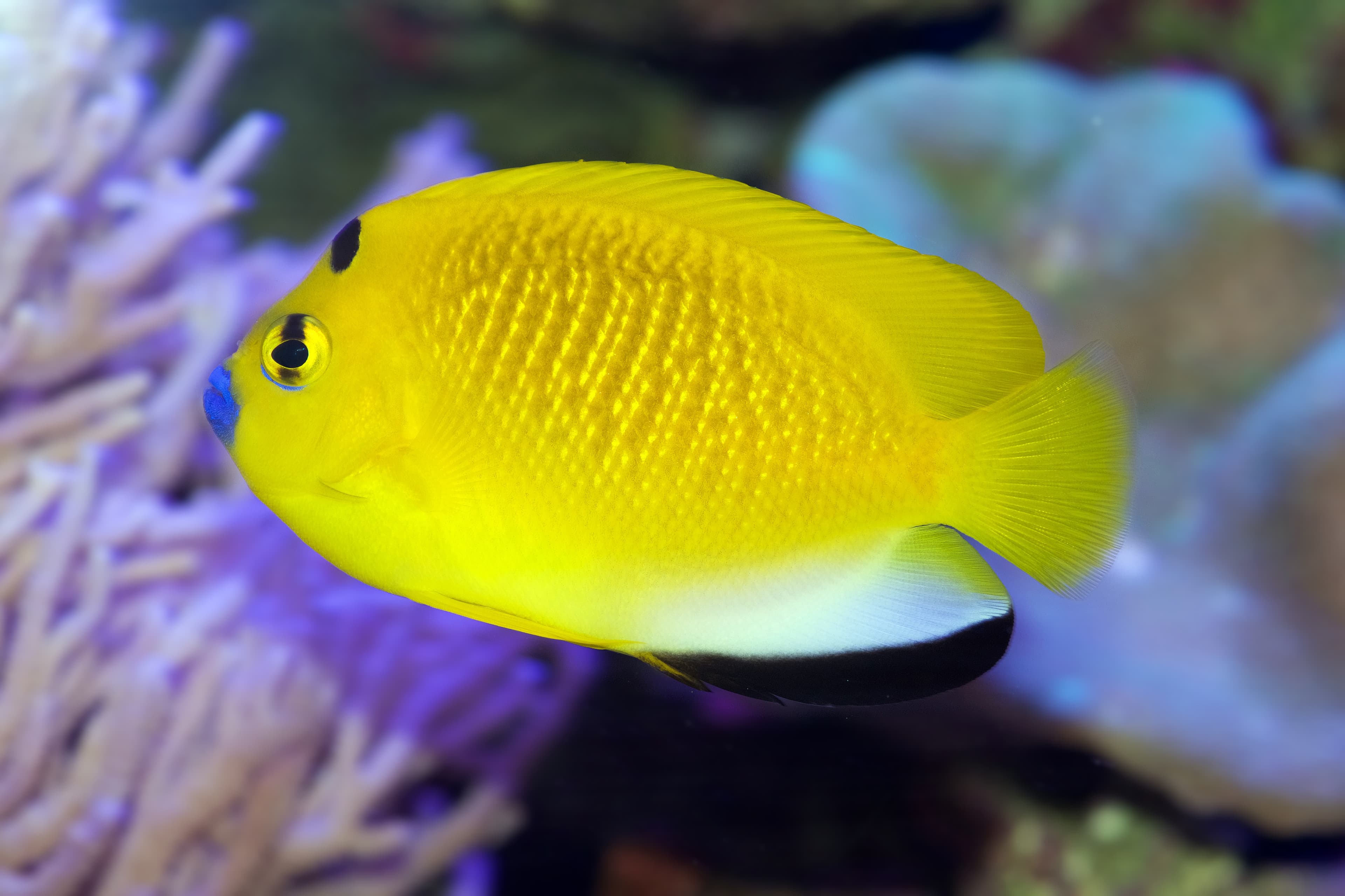 Flagfin or Three-spot Angelfish (Apolemichthys trimaculatus)