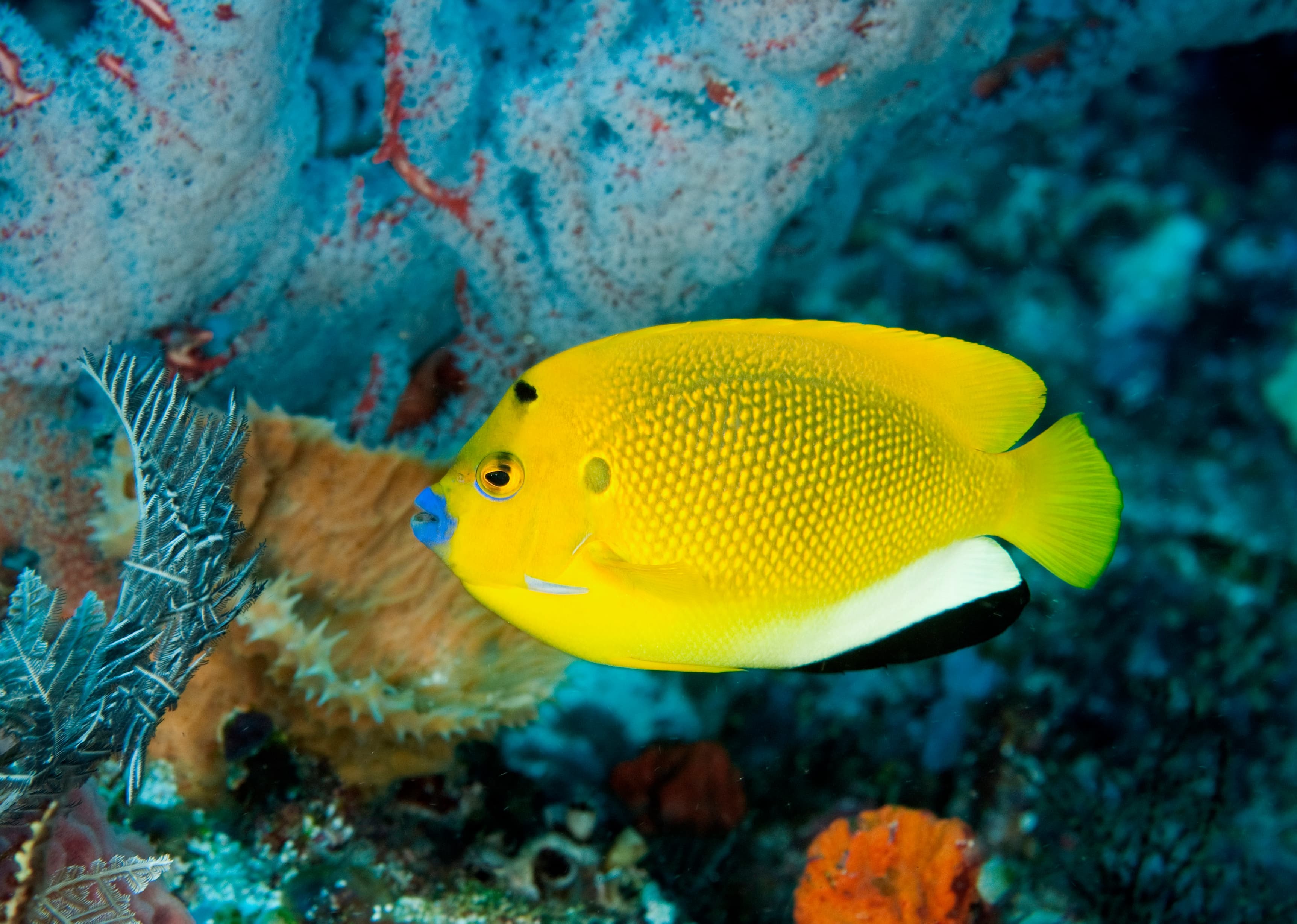 Three-spot Angelfish (Apolemichthys trimaculatus), Komodo, Indonesia