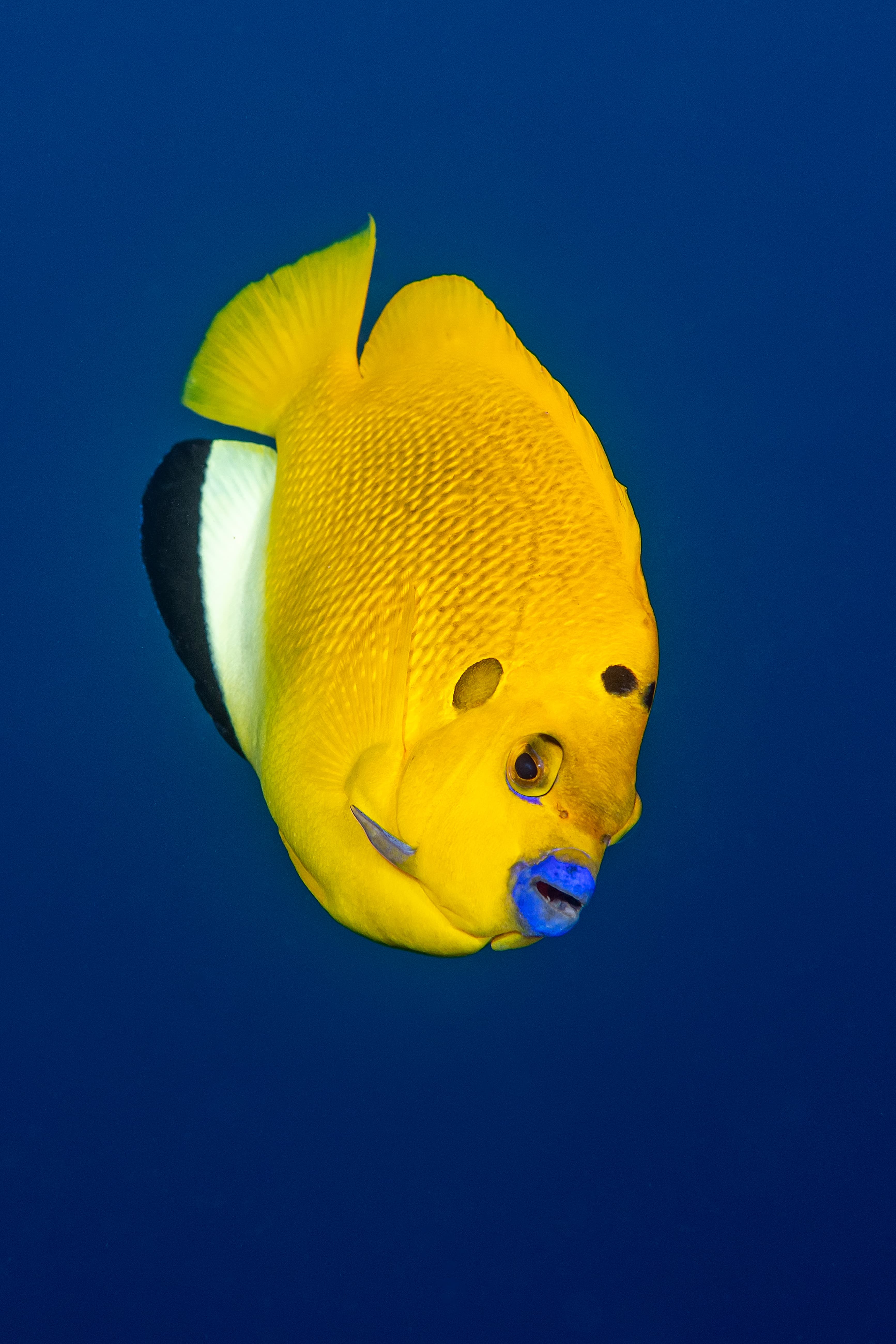 Three-spot Angelfish (Apolemichthys trimaculatus), Raja Ampat, Indonesia