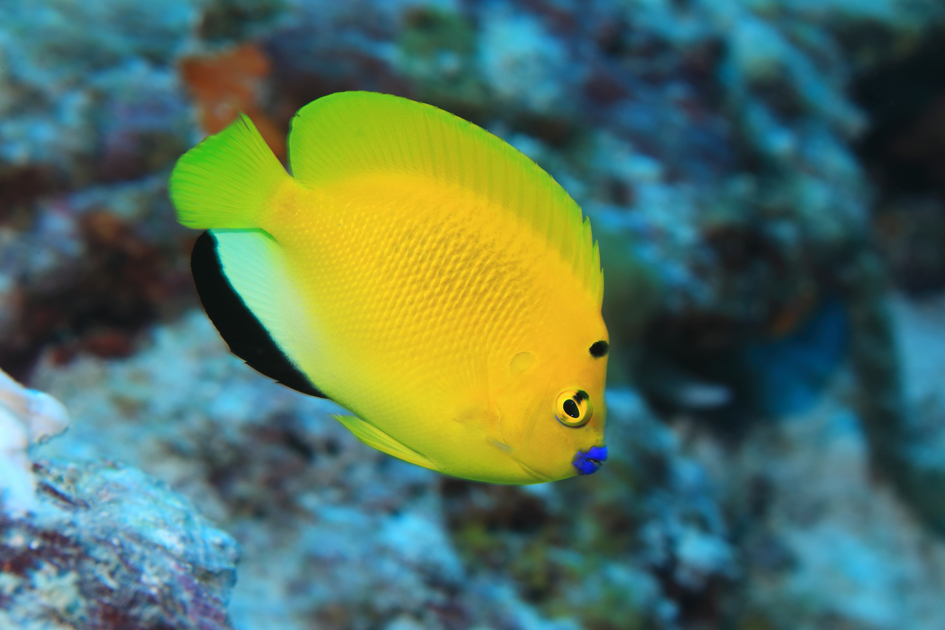 Three-spot Angelfish (Apolemichthys trimaculatus)