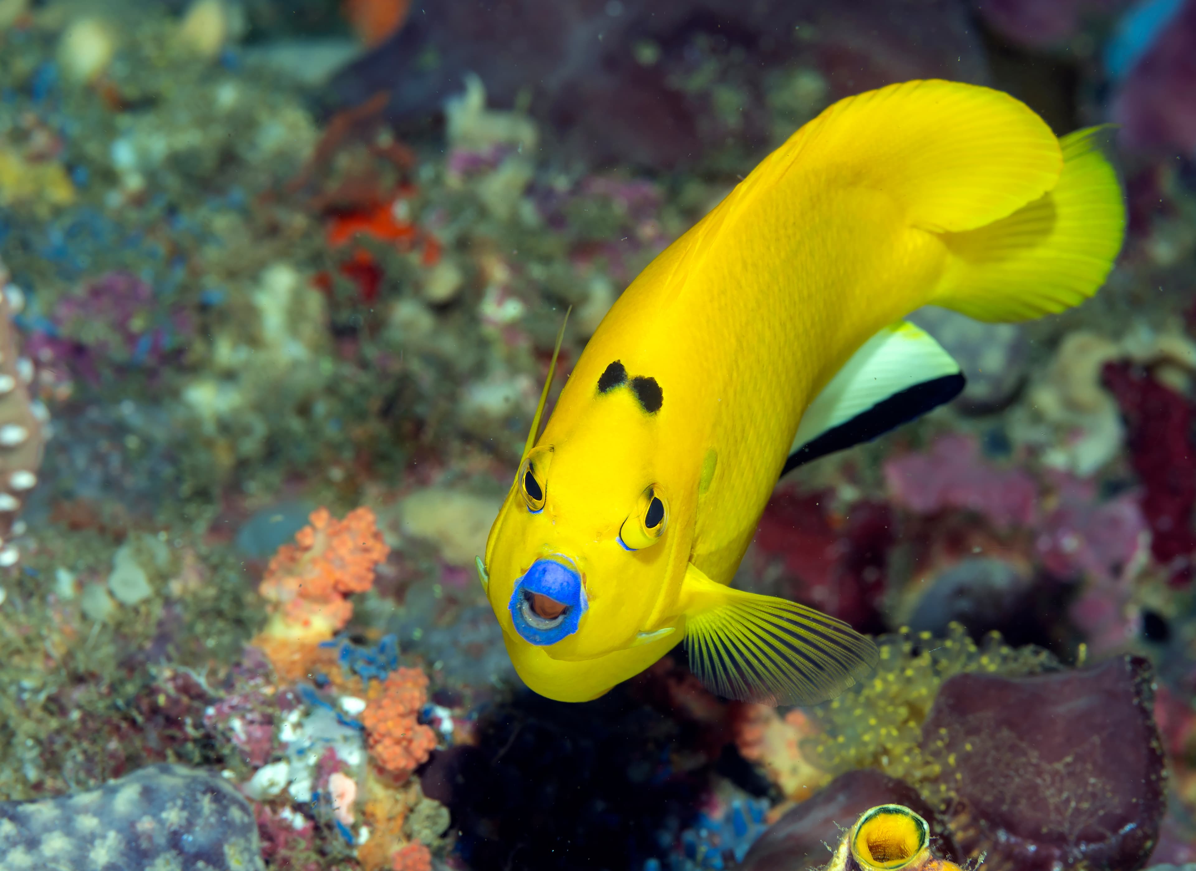 Three-spot Angelfish (Apolemichthys trimaculatus), Raja, Indonesia